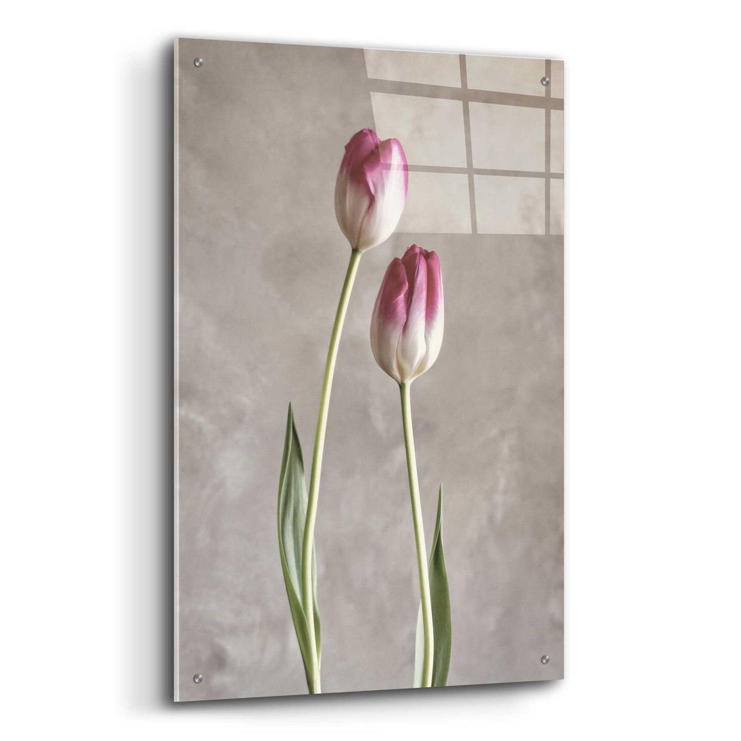 Epic Art 'Fresh Tulips III' by Debra Van Swearingen, Acrylic Glass Wall Art,24x36