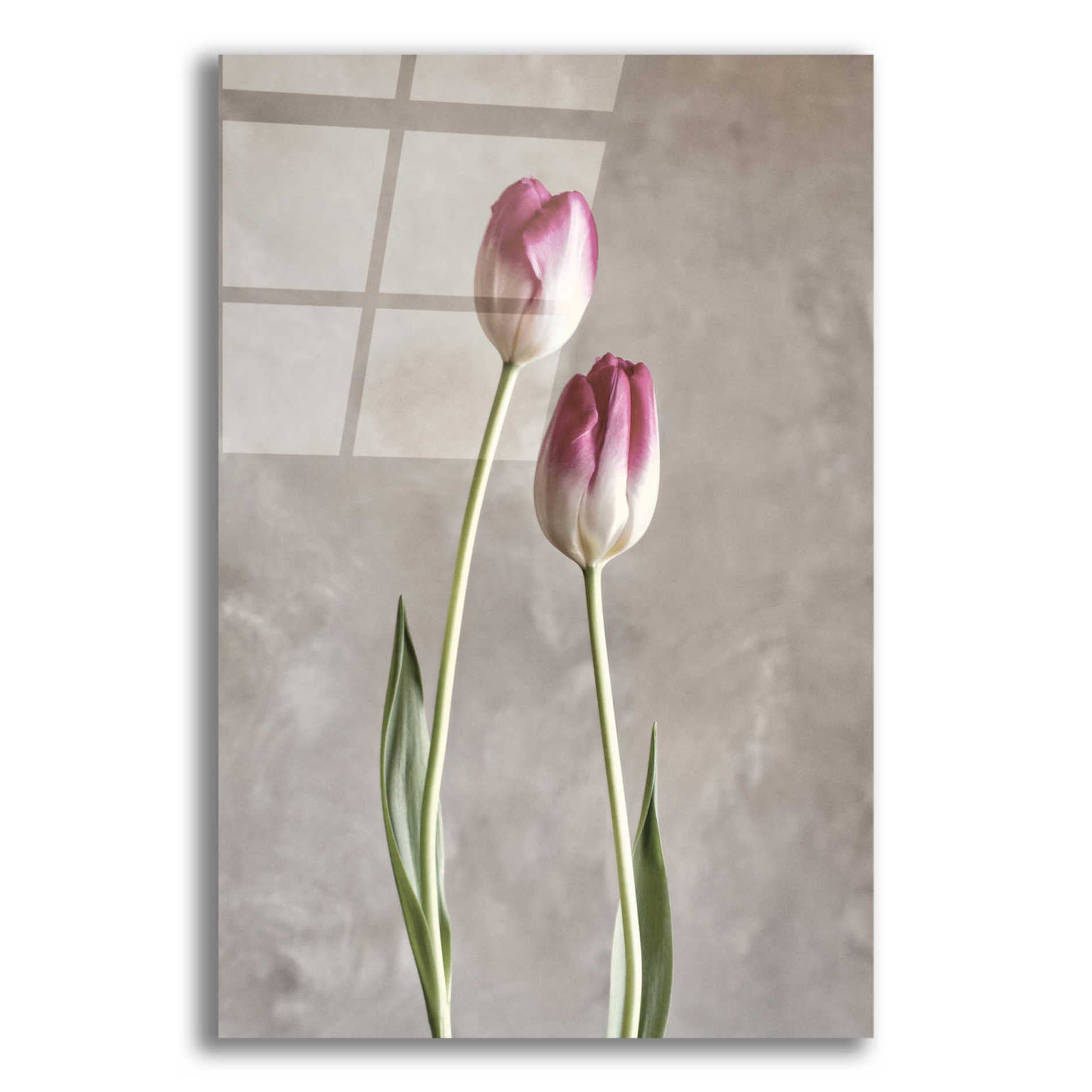 Epic Art 'Fresh Tulips III' by Debra Van Swearingen, Acrylic Glass Wall Art,12x16x1.1x0,18x26x1.1x0,26x34x1.74x0,40x54x1.74x0