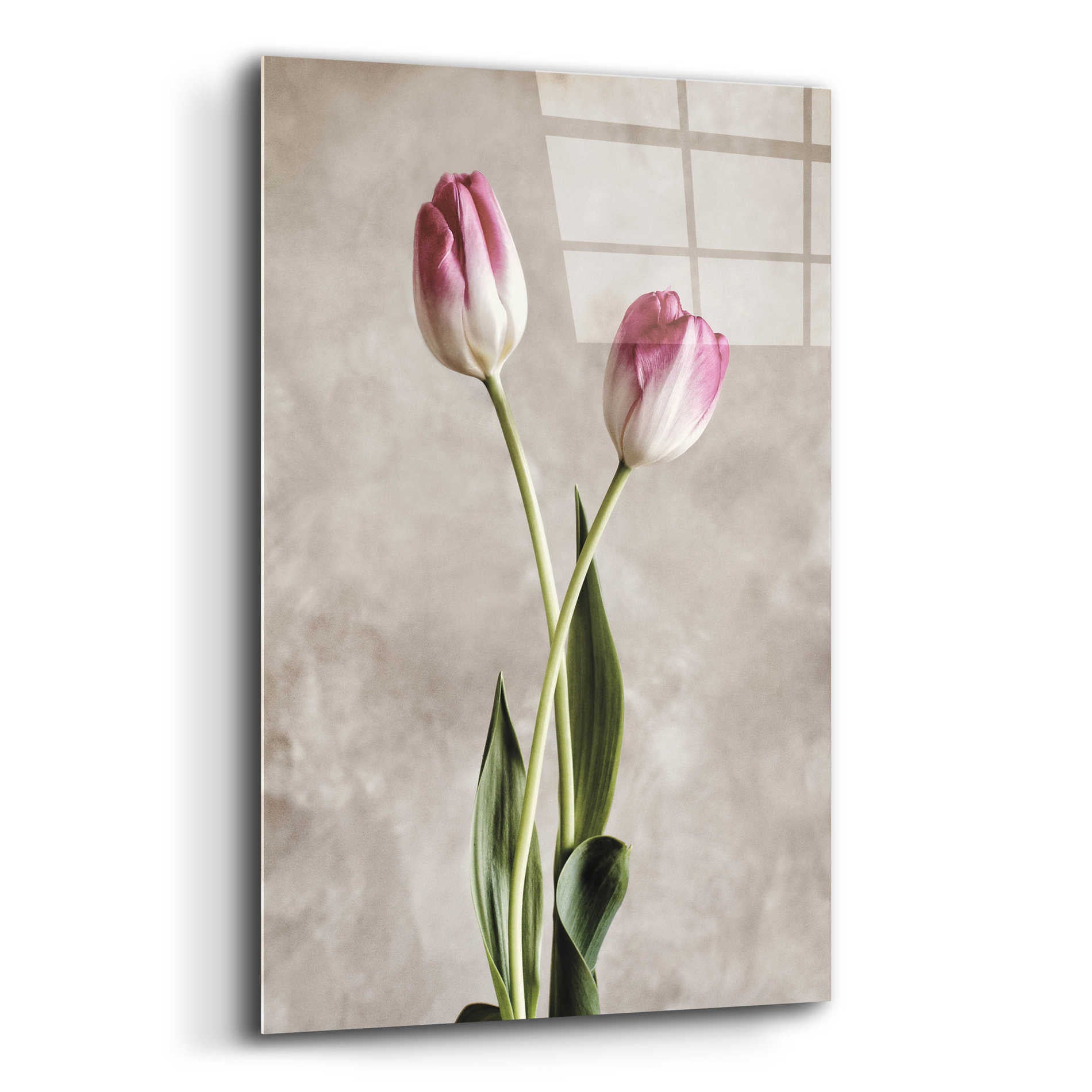 Epic Art 'Fresh Tulips IV' by Debra Van Swearingen, Acrylic Glass Wall Art,12x16