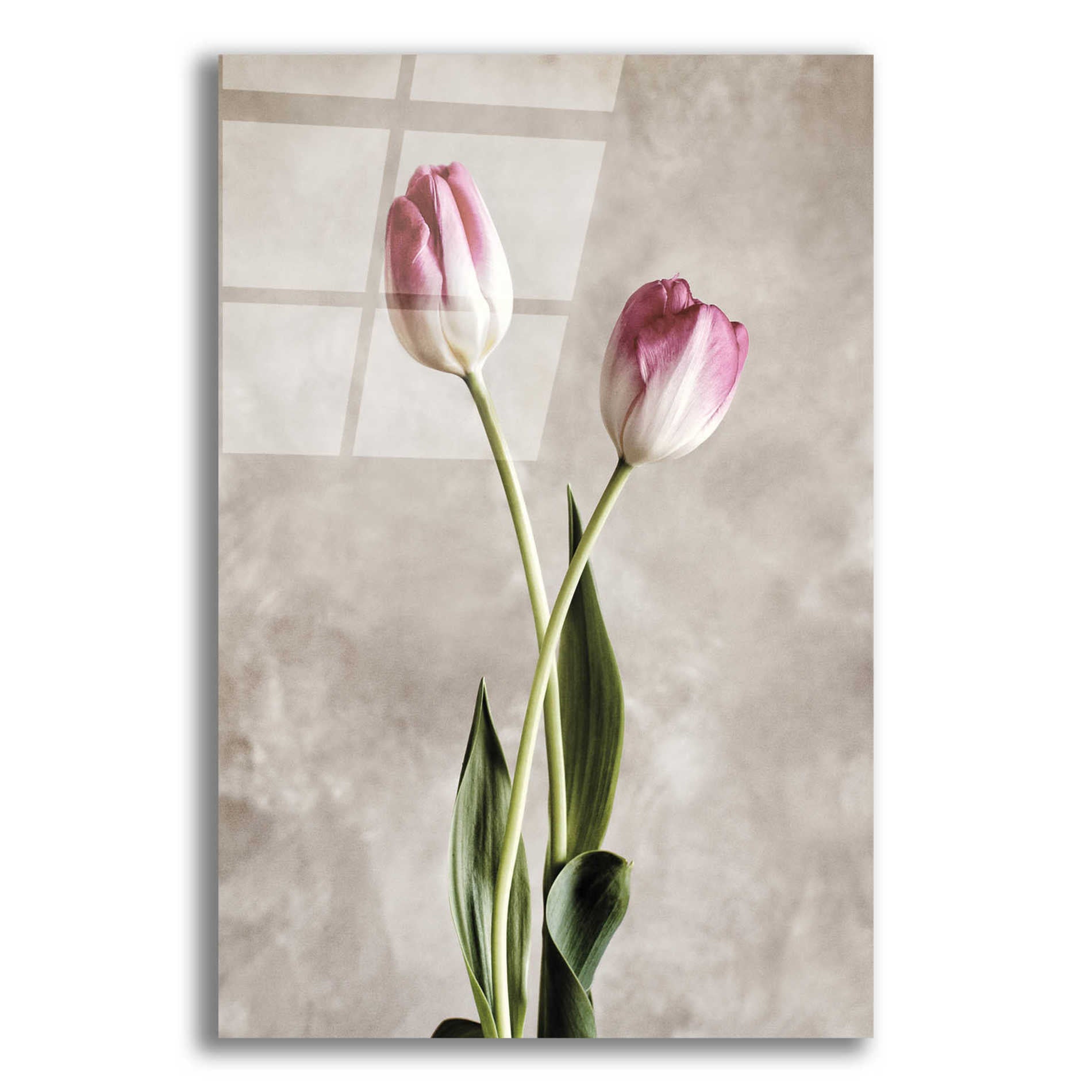 Epic Art 'Fresh Tulips IV' by Debra Van Swearingen, Acrylic Glass Wall Art,12x16