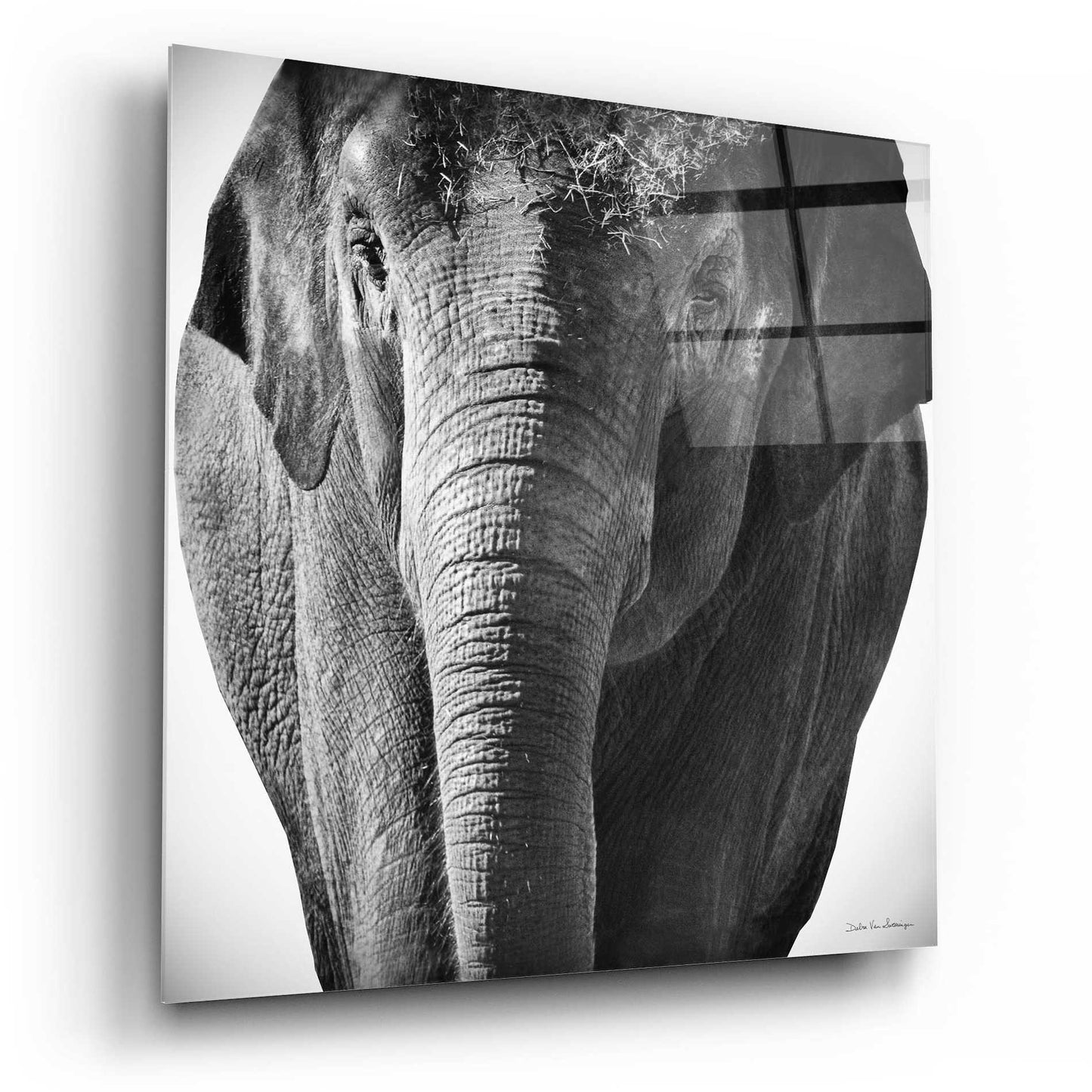 Epic Art 'Elephant I' by Debra Van Swearingen, Acrylic Glass Wall Art,12x12