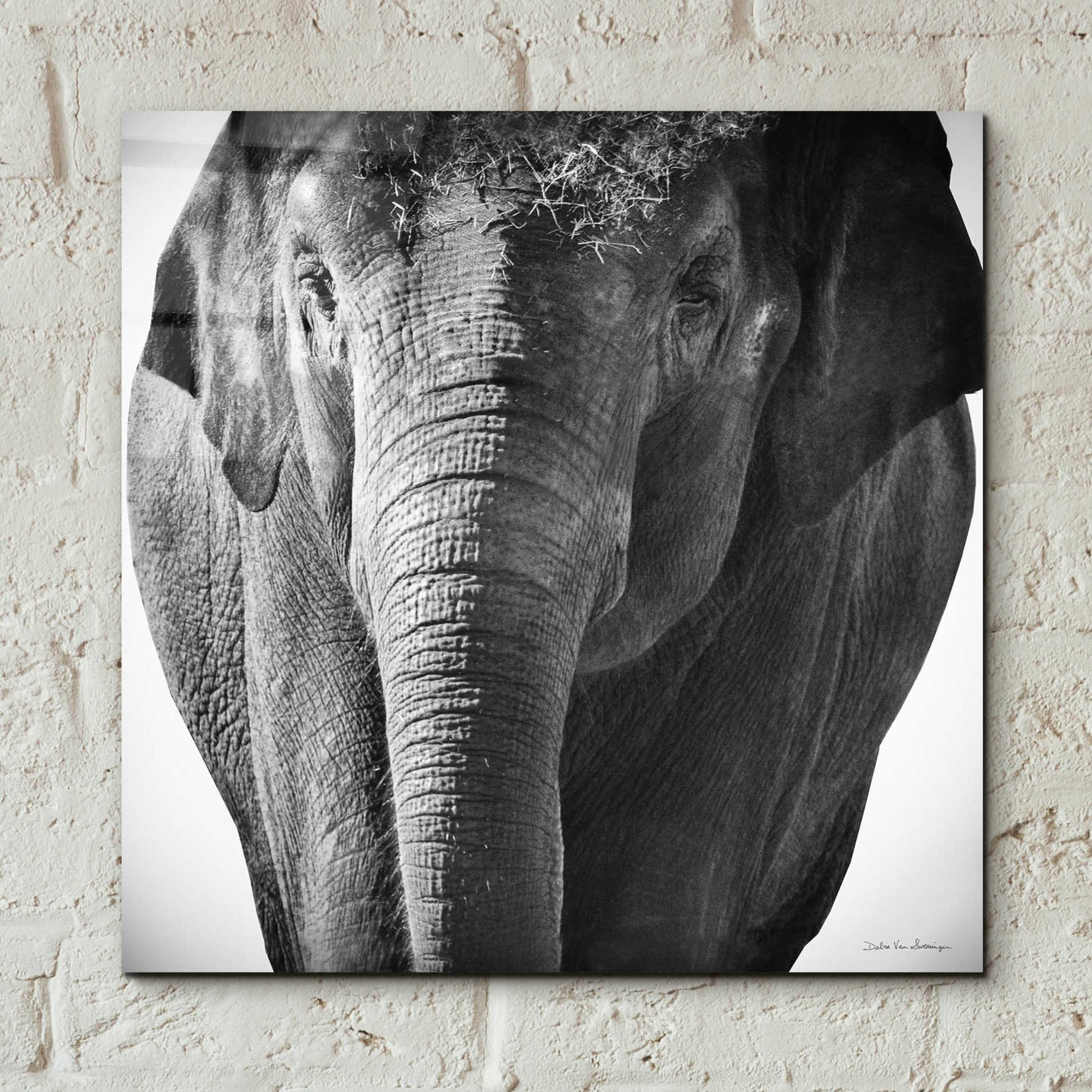 Epic Art 'Elephant I' by Debra Van Swearingen, Acrylic Glass Wall Art,12x12