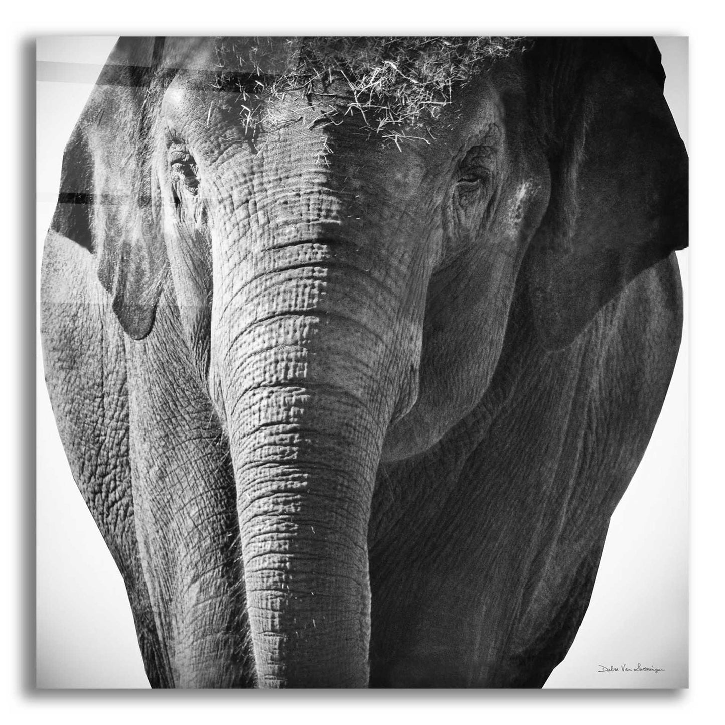 Epic Art 'Elephant I' by Debra Van Swearingen, Acrylic Glass Wall Art,12x12