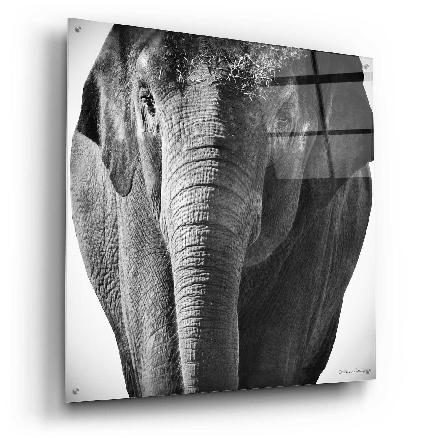 Epic Art 'Elephant I' by Debra Van Swearingen, Acrylic Glass Wall Art,36x36