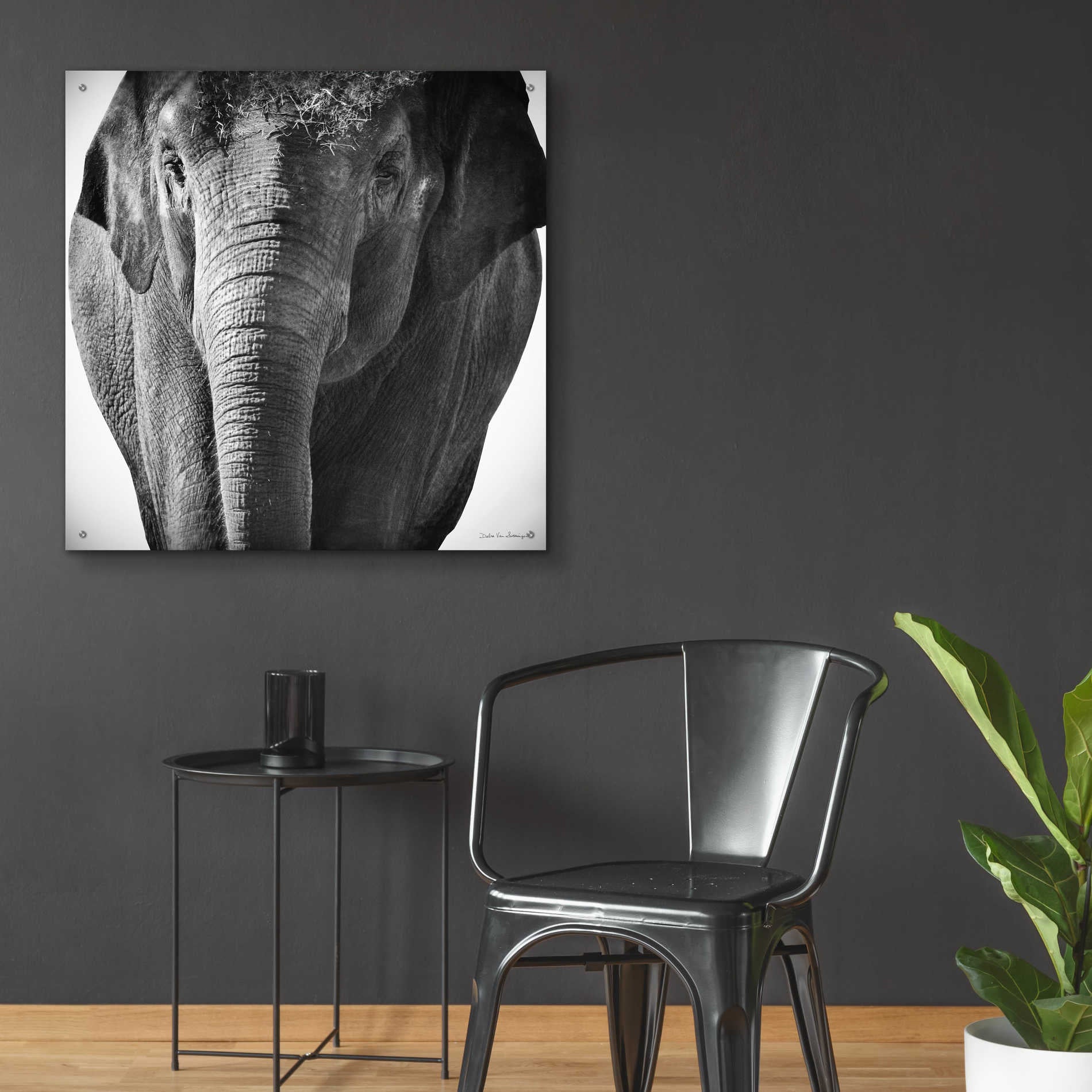 Epic Art 'Elephant I' by Debra Van Swearingen, Acrylic Glass Wall Art,36x36