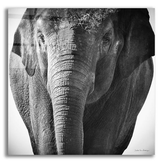 Epic Art 'Elephant I' by Debra Van Swearingen, Acrylic Glass Wall Art,12x12x1.1x0,18x18x1.1x0,26x26x1.74x0,37x37x1.74x0