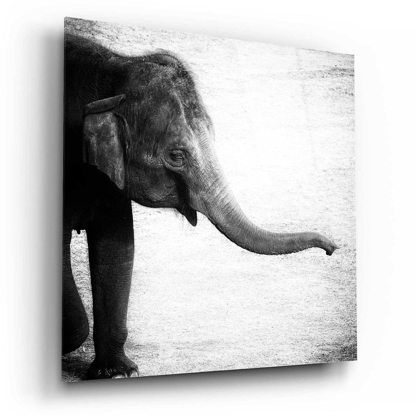 Epic Art 'Elephant II' by Debra Van Swearingen, Acrylic Glass Wall Art,12x12