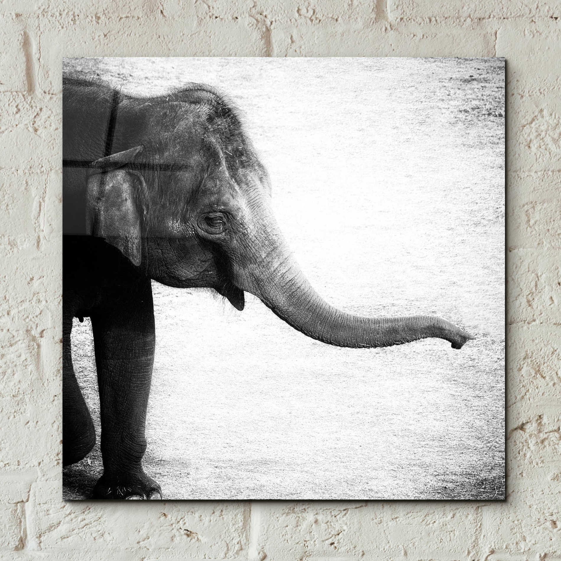 Epic Art 'Elephant II' by Debra Van Swearingen, Acrylic Glass Wall Art,12x12