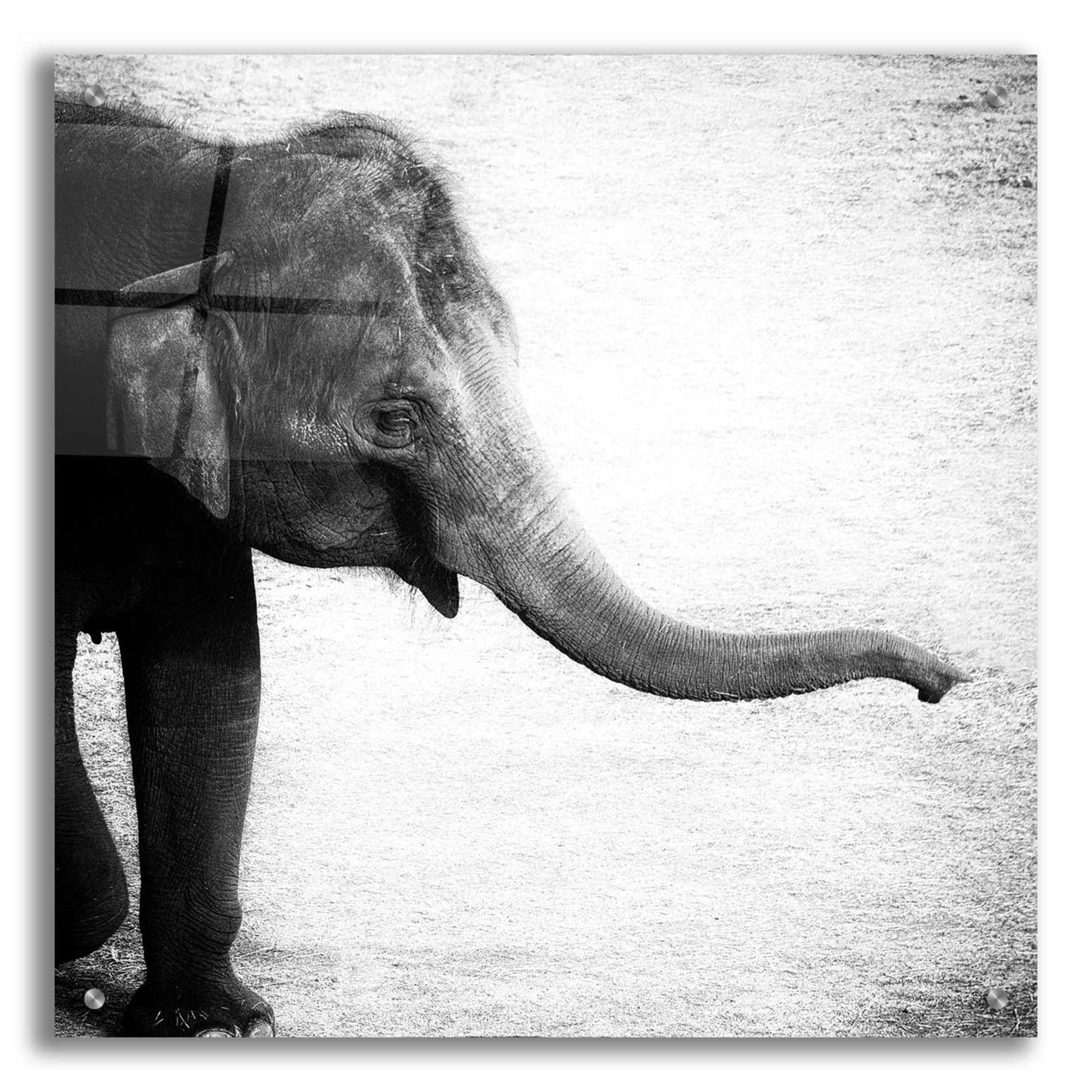 Epic Art 'Elephant II' by Debra Van Swearingen, Acrylic Glass Wall Art,24x24