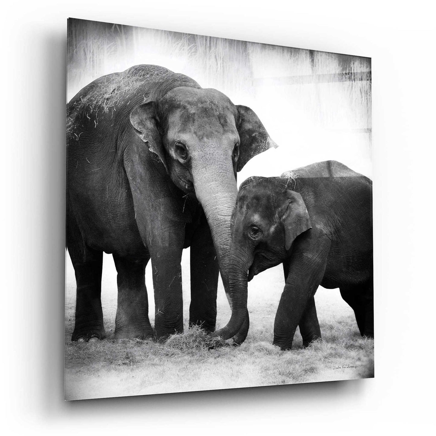 Epic Art 'Elephant III' by Debra Van Swearingen, Acrylic Glass Wall Art,12x12