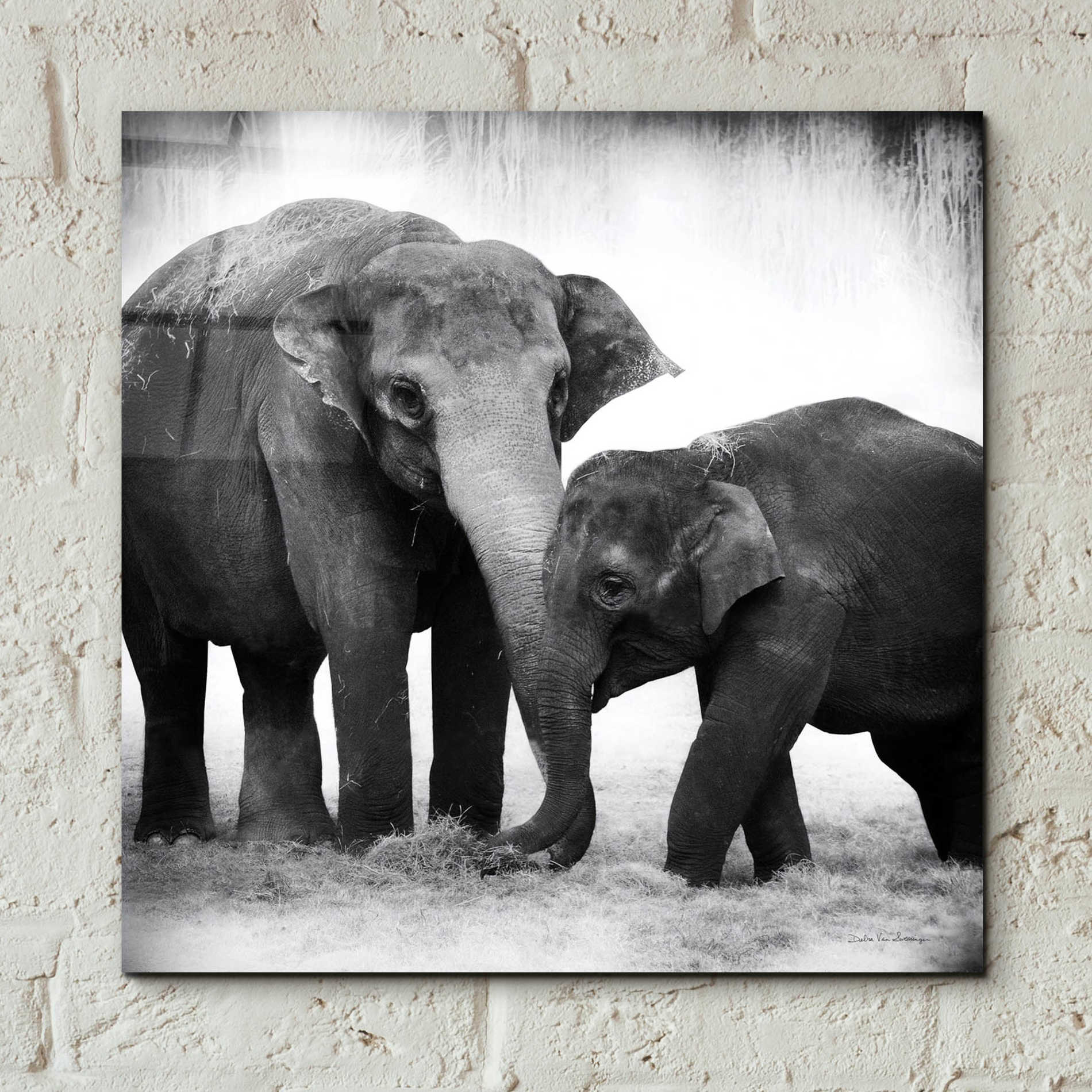 Epic Art 'Elephant III' by Debra Van Swearingen, Acrylic Glass Wall Art,12x12