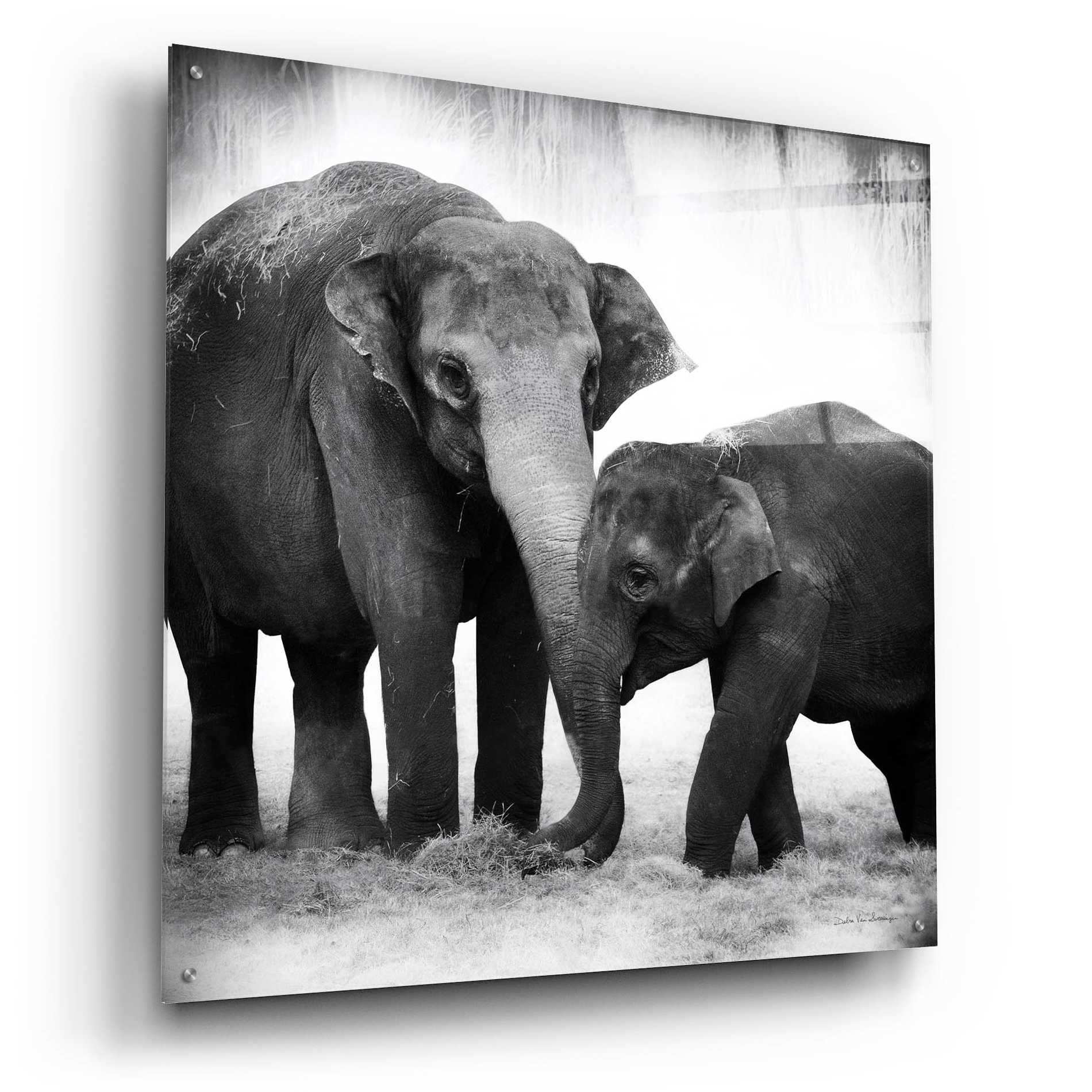 Epic Art 'Elephant III' by Debra Van Swearingen, Acrylic Glass Wall Art,36x36