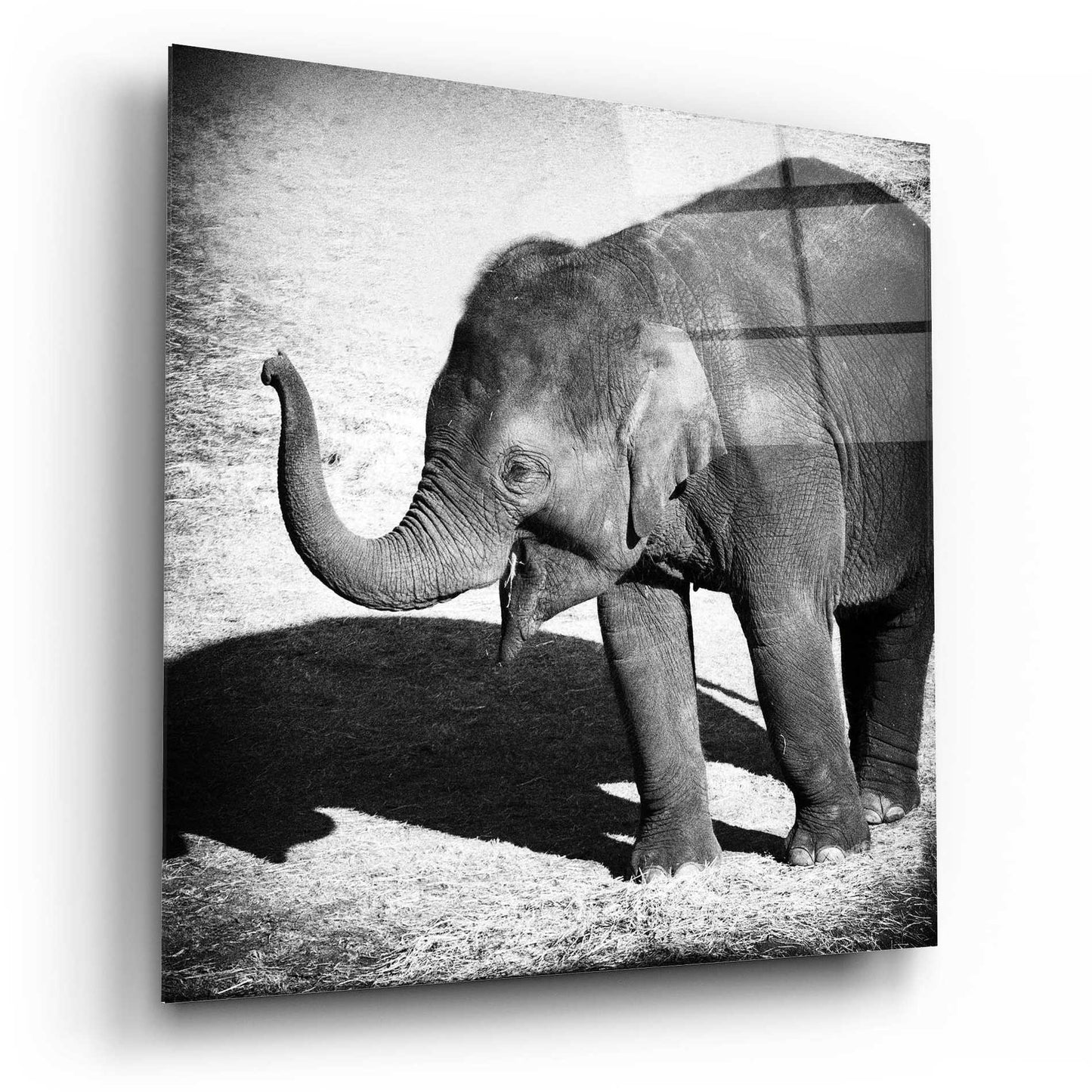 Epic Art 'Elephant IV' by Debra Van Swearingen, Acrylic Glass Wall Art,12x12