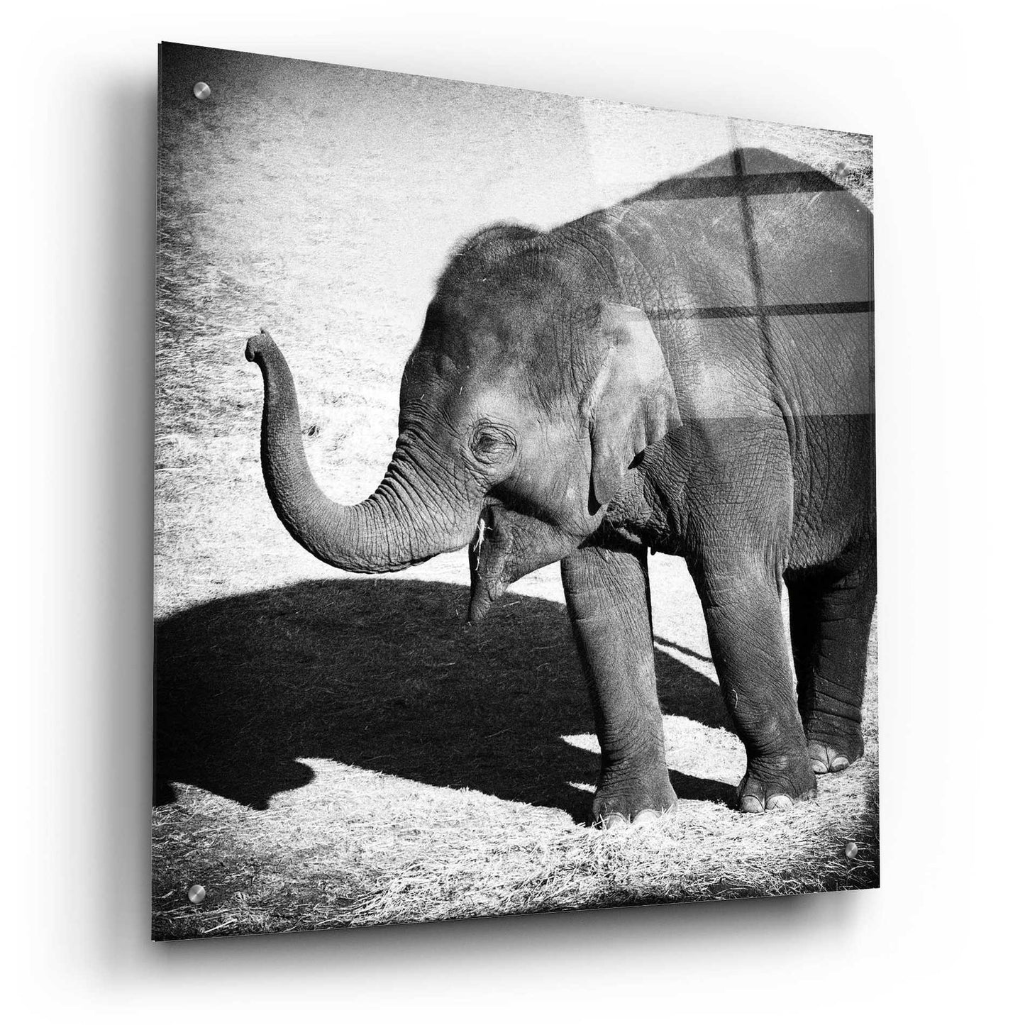 Epic Art 'Elephant IV' by Debra Van Swearingen, Acrylic Glass Wall Art,24x24