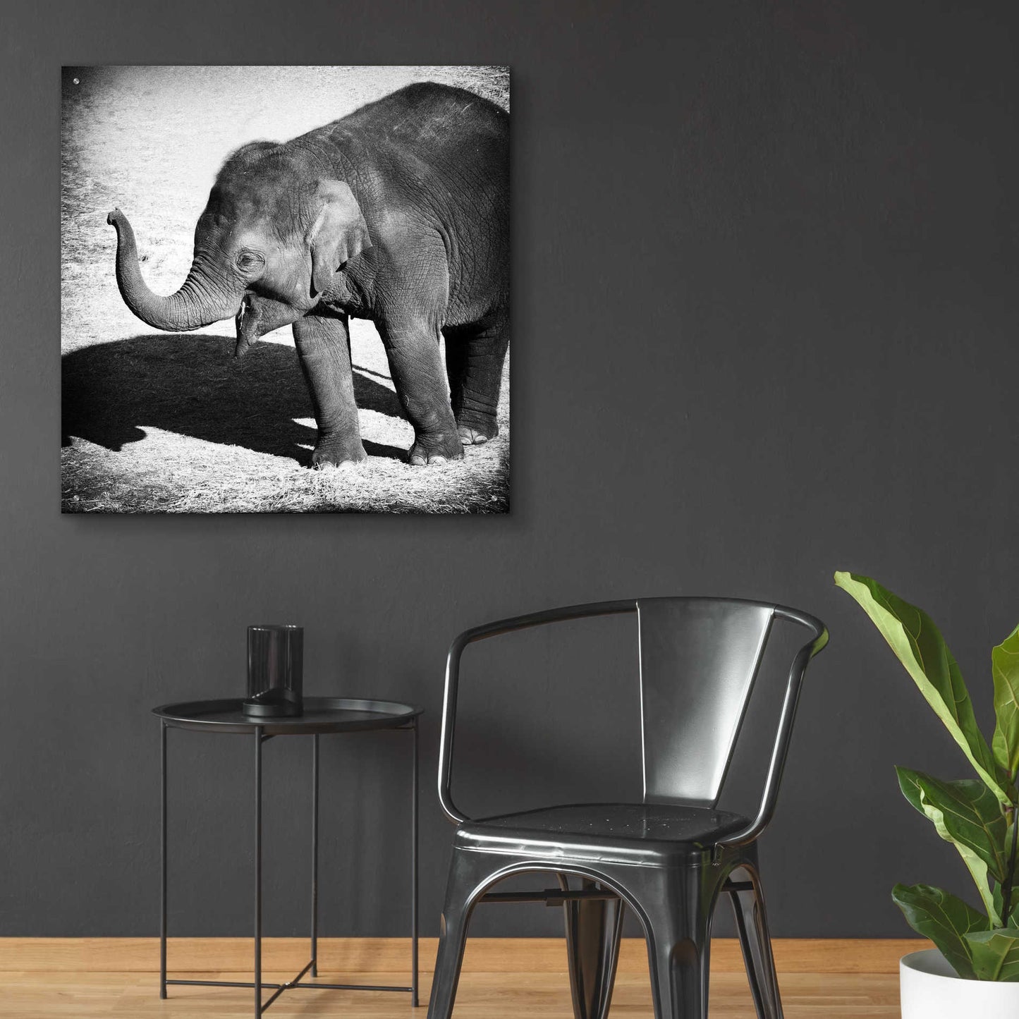 Epic Art 'Elephant IV' by Debra Van Swearingen, Acrylic Glass Wall Art,36x36