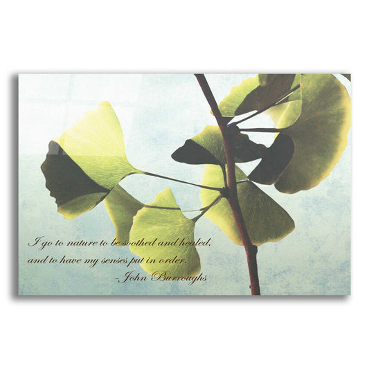 Epic Art 'Delicate Ginkgo' by Debra Van Swearingen, Acrylic Glass Wall Art,16x12x1.1x0,26x18x1.1x0,34x26x1.74x0,54x40x1.74x0