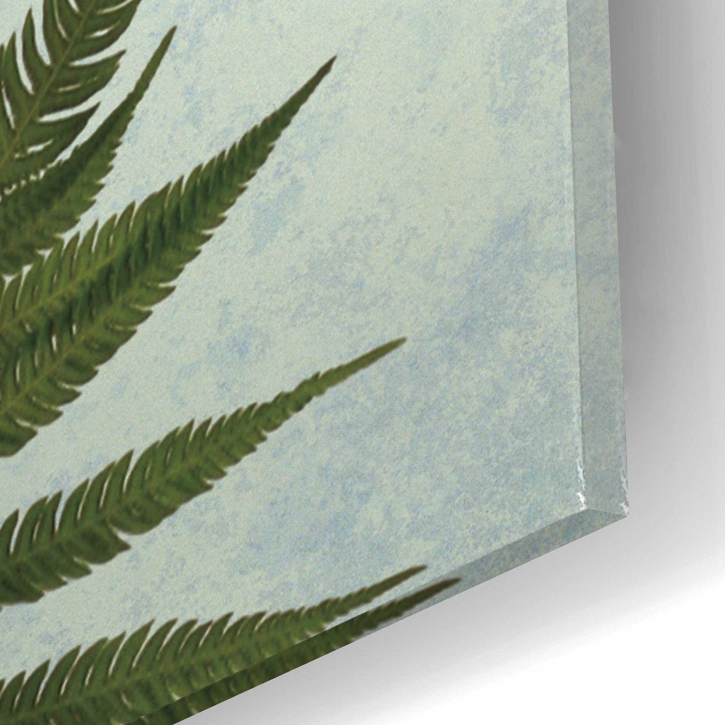 Epic Art 'Delicate Fern' by Debra Van Swearingen, Acrylic Glass Wall Art,16x12