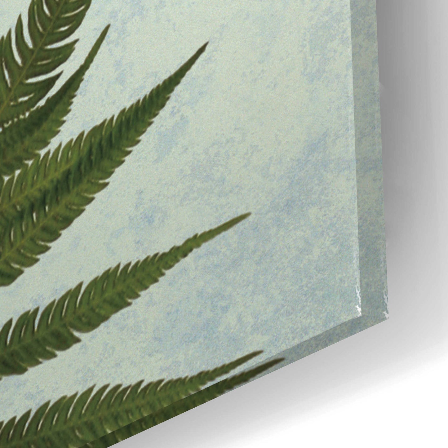 Epic Art 'Delicate Fern' by Debra Van Swearingen, Acrylic Glass Wall Art,24x16