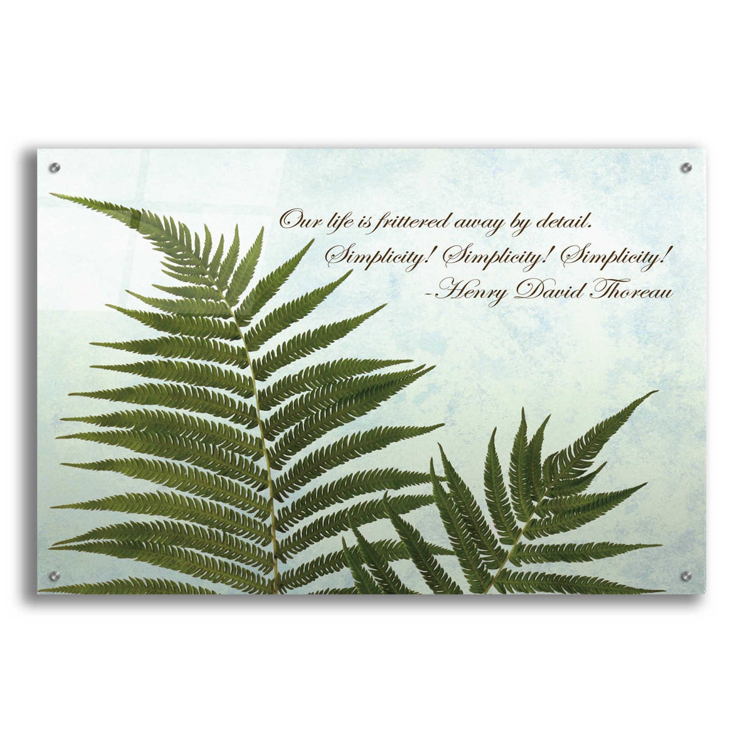 Epic Art 'Delicate Fern' by Debra Van Swearingen, Acrylic Glass Wall Art,36x24