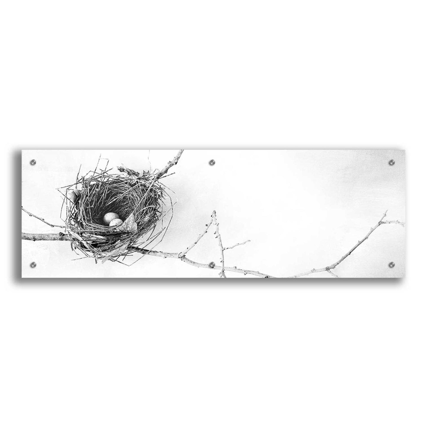Epic Art 'Nest and Branch I Pano' by Debra Van Swearingen, Acrylic Glass Wall Art,36x12