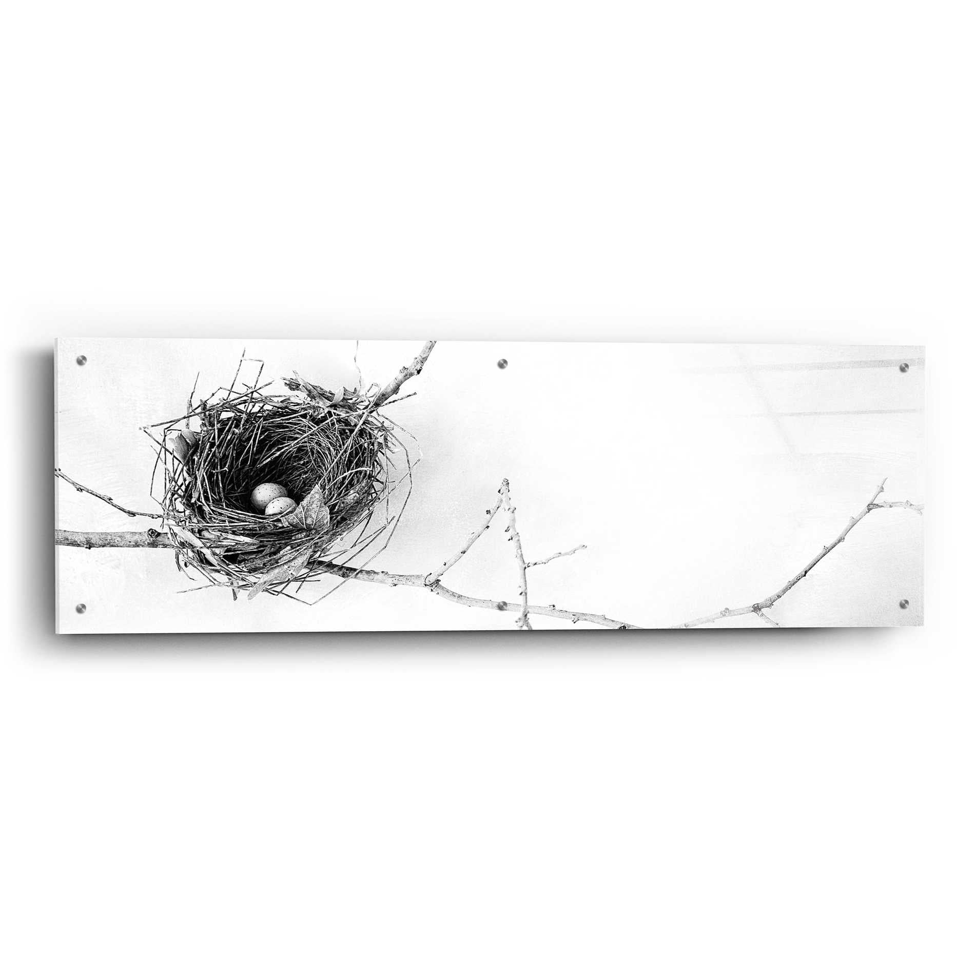 Epic Art 'Nest and Branch I Pano' by Debra Van Swearingen, Acrylic Glass Wall Art,48x16