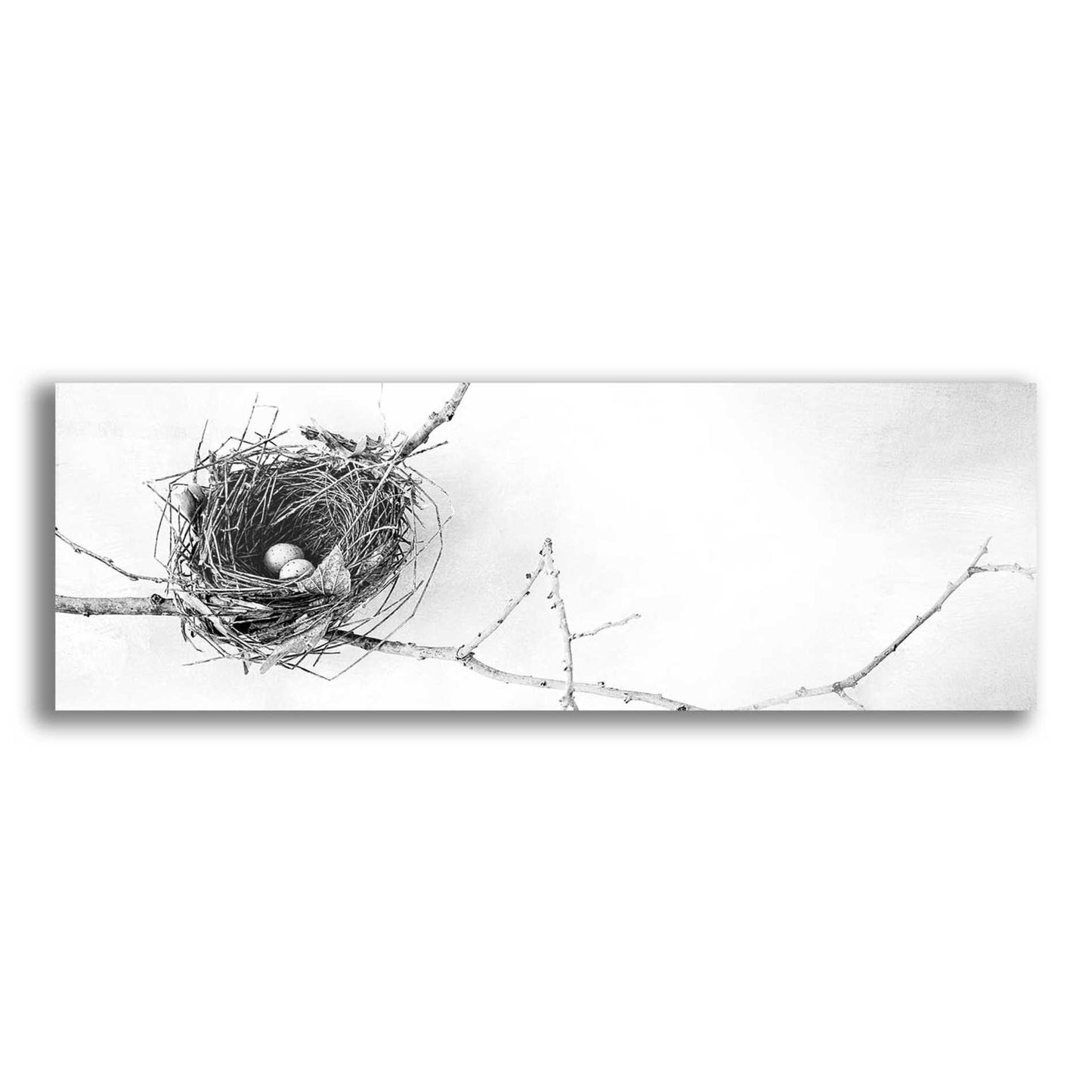 Epic Art 'Nest and Branch I Pano' by Debra Van Swearingen, Acrylic Glass Wall Art,36x12x1.74x0,60x20x1.74x0