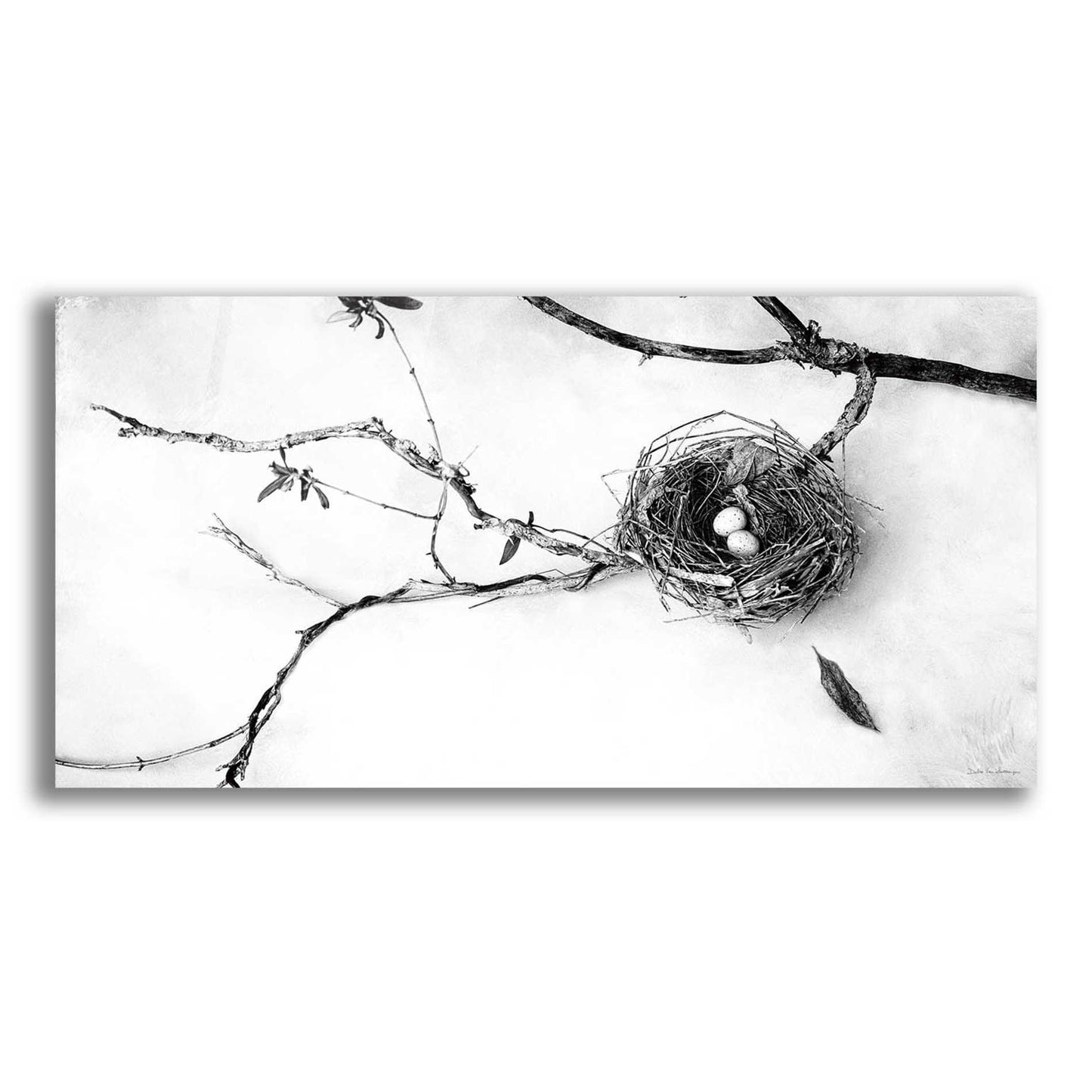 Epic Art 'Nest and Branch II' by Debra Van Swearingen, Acrylic Glass Wall Art,24x12