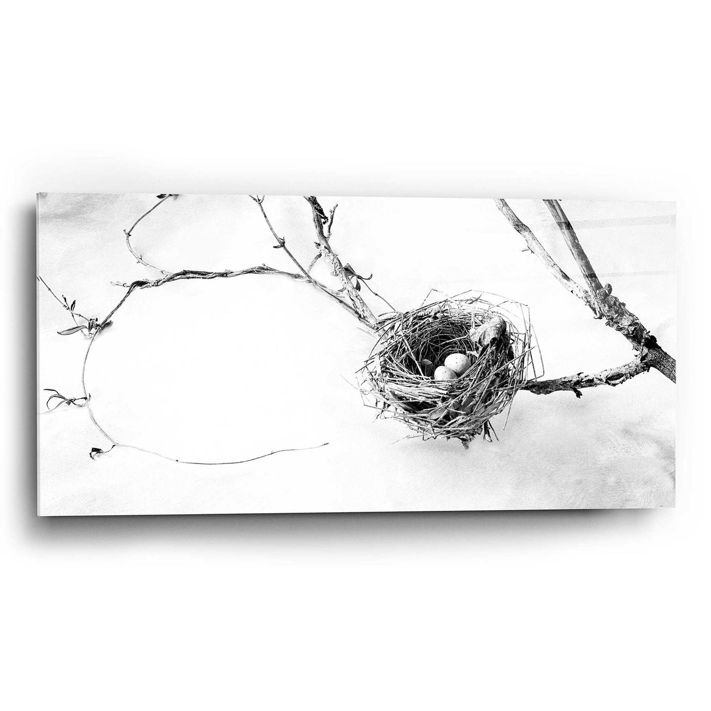 Epic Art 'Nest and Branch III' by Debra Van Swearingen, Acrylic Glass Wall Art,24x12