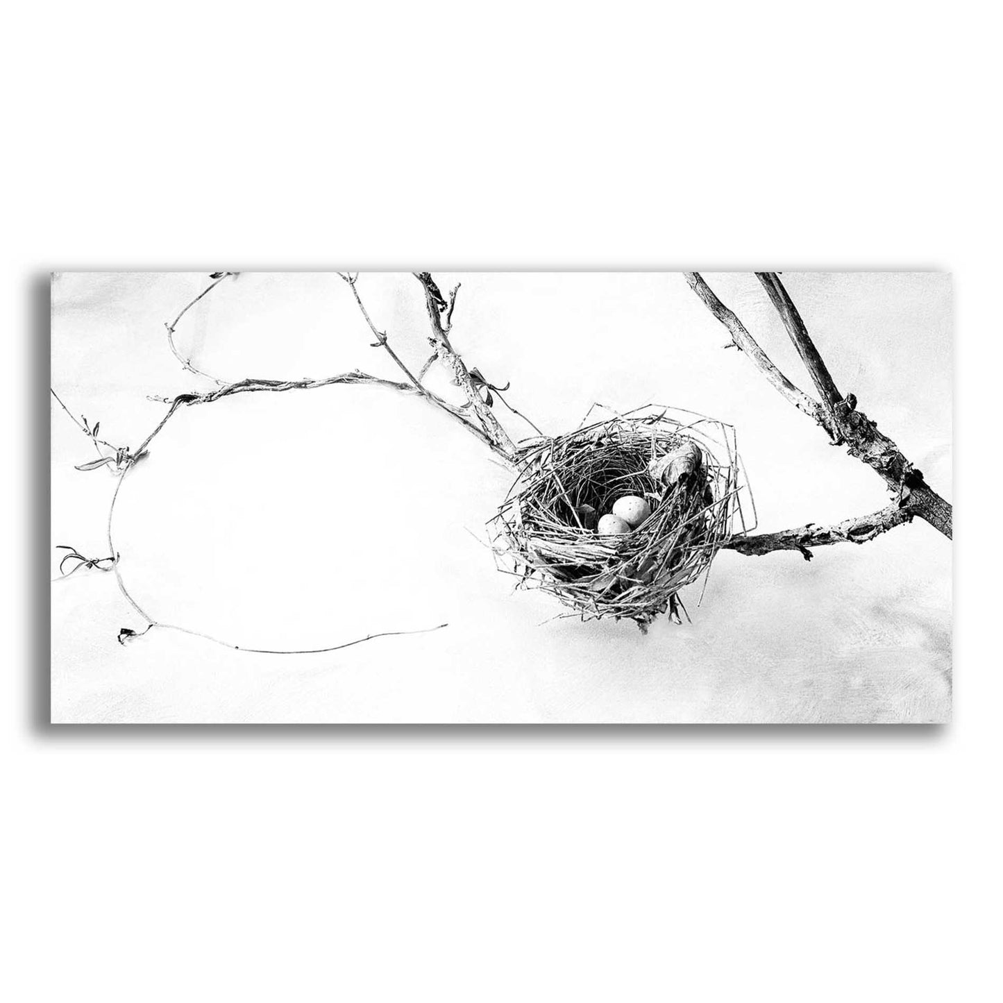 Epic Art 'Nest and Branch III' by Debra Van Swearingen, Acrylic Glass Wall Art,24x12