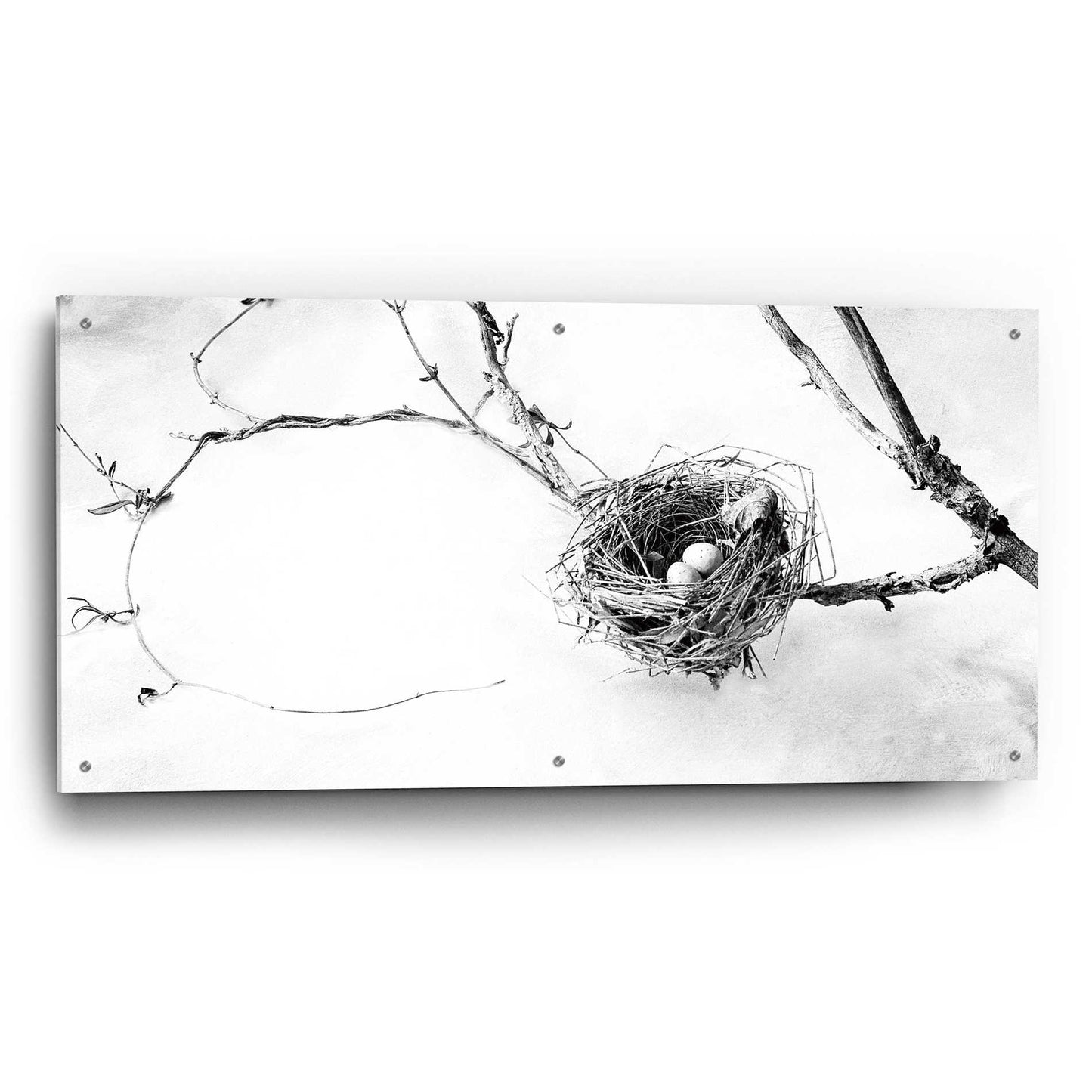 Epic Art 'Nest and Branch III' by Debra Van Swearingen, Acrylic Glass Wall Art,48x24