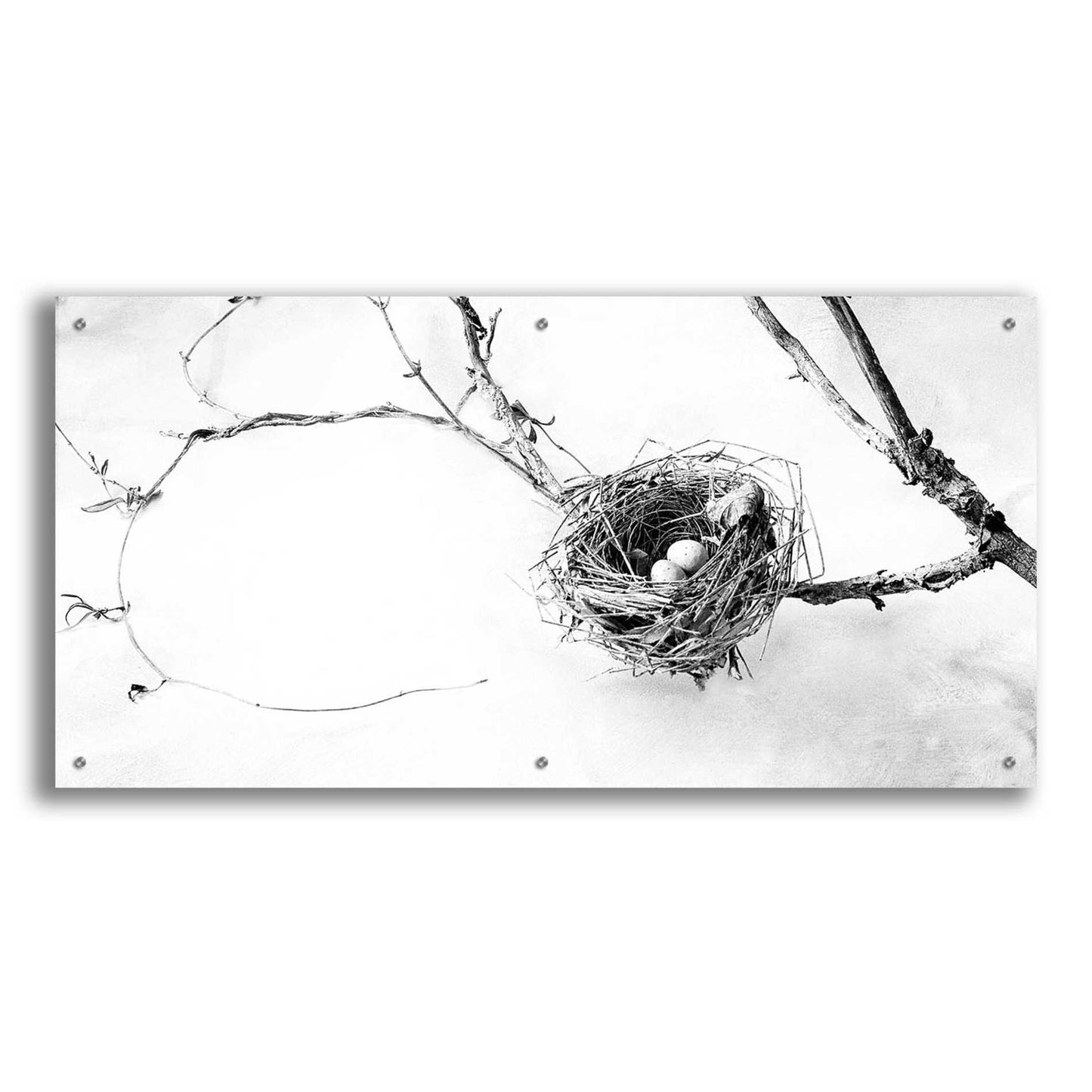 Epic Art 'Nest and Branch III' by Debra Van Swearingen, Acrylic Glass Wall Art,48x24