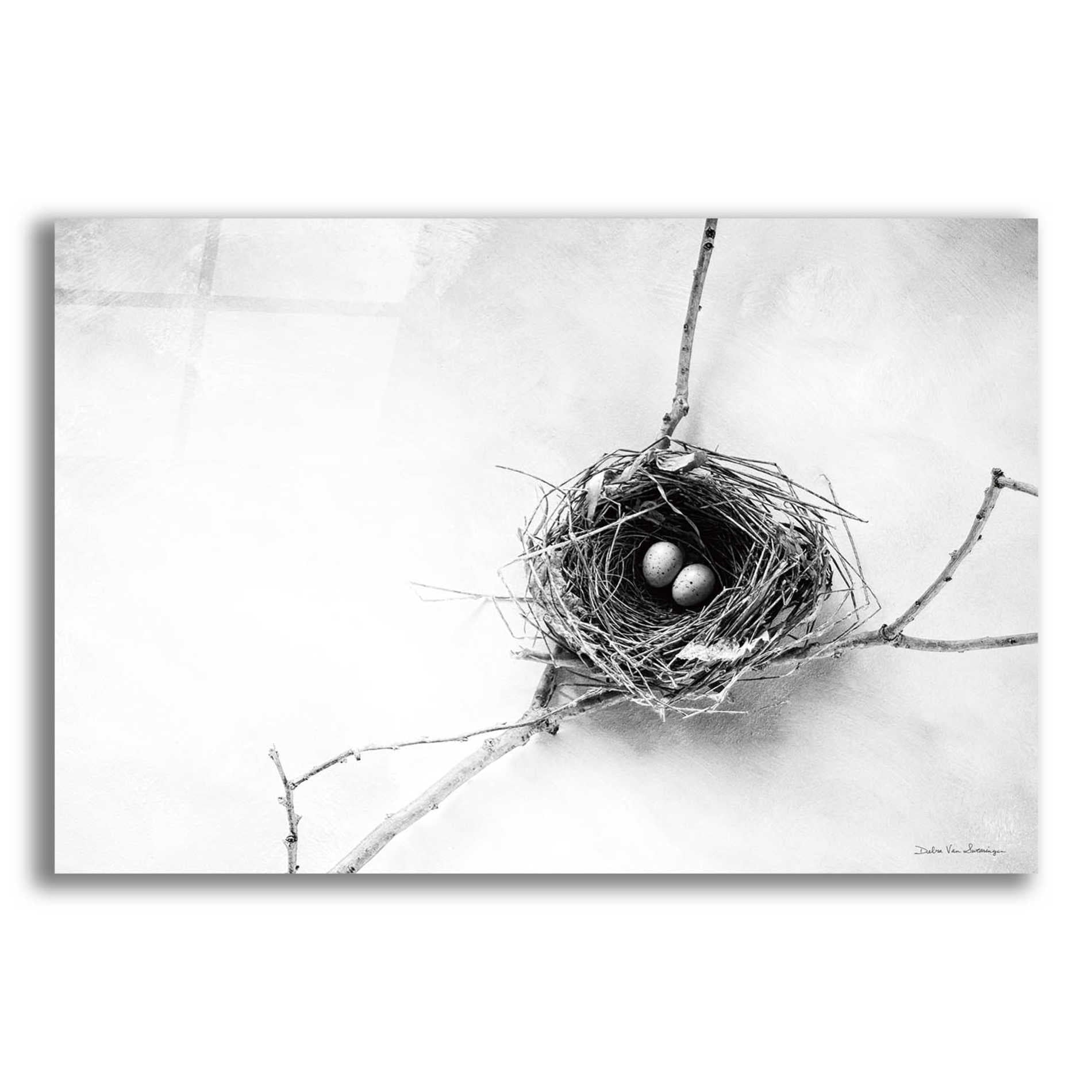 Epic Art 'Nest and Branch IV' by Debra Van Swearingen, Acrylic Glass Wall Art,16x12