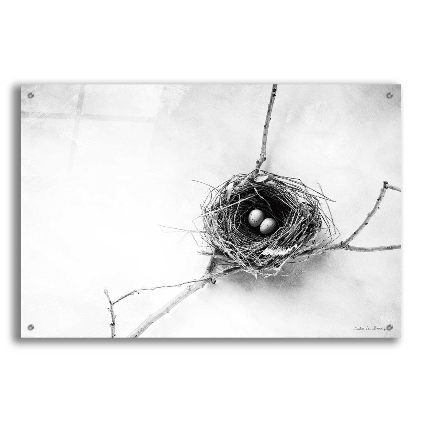 Epic Art 'Nest and Branch IV' by Debra Van Swearingen, Acrylic Glass Wall Art,36x24