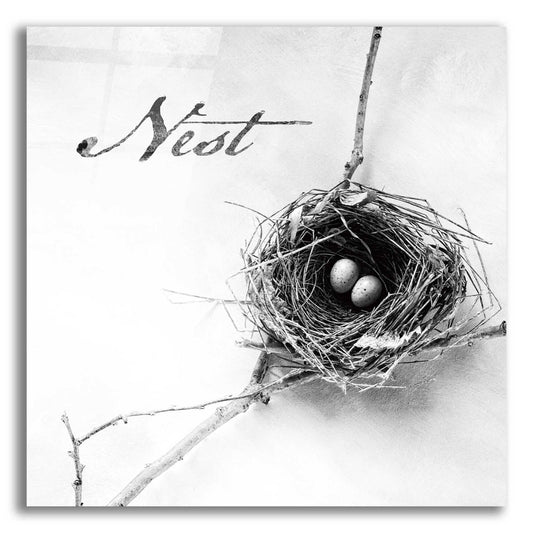 Epic Art 'Nest and Branch IV - Nest B&W' by Debra Van Swearingen, Acrylic Glass Wall Art,12x12x1.1x0,18x18x1.1x0,26x26x1.74x0,37x37x1.74x0