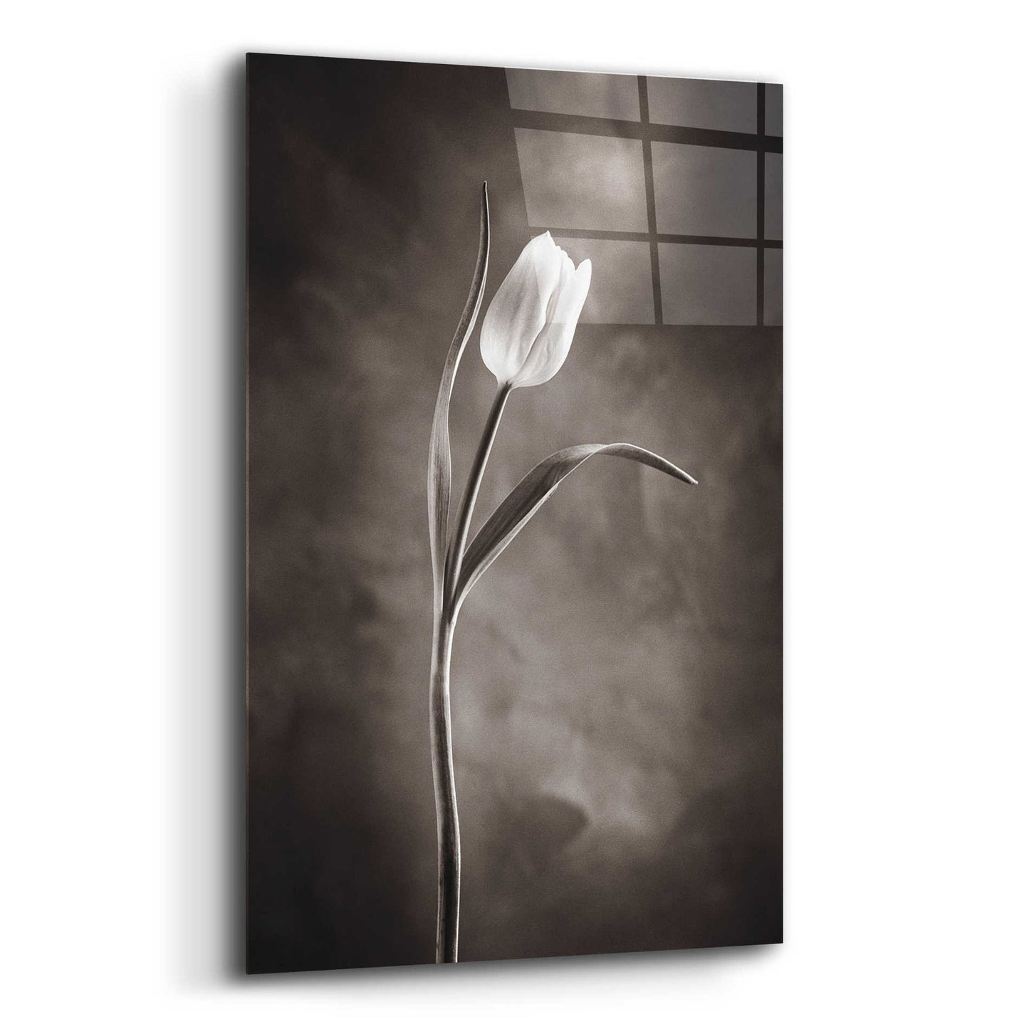 Epic Art 'Two Tone Tulips I' by Debra Van Swearingen, Acrylic Glass Wall Art,12x16