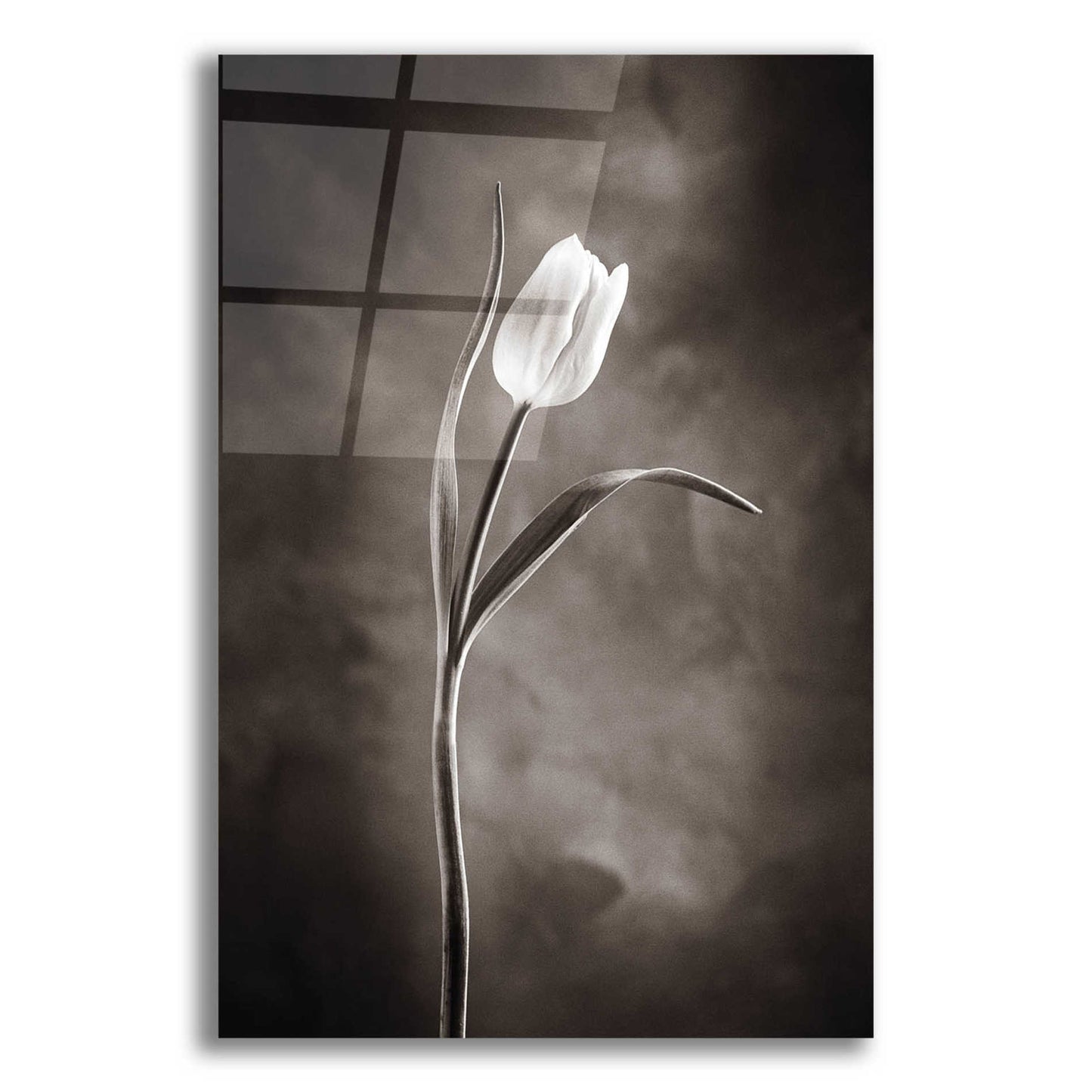 Epic Art 'Two Tone Tulips I' by Debra Van Swearingen, Acrylic Glass Wall Art,12x16