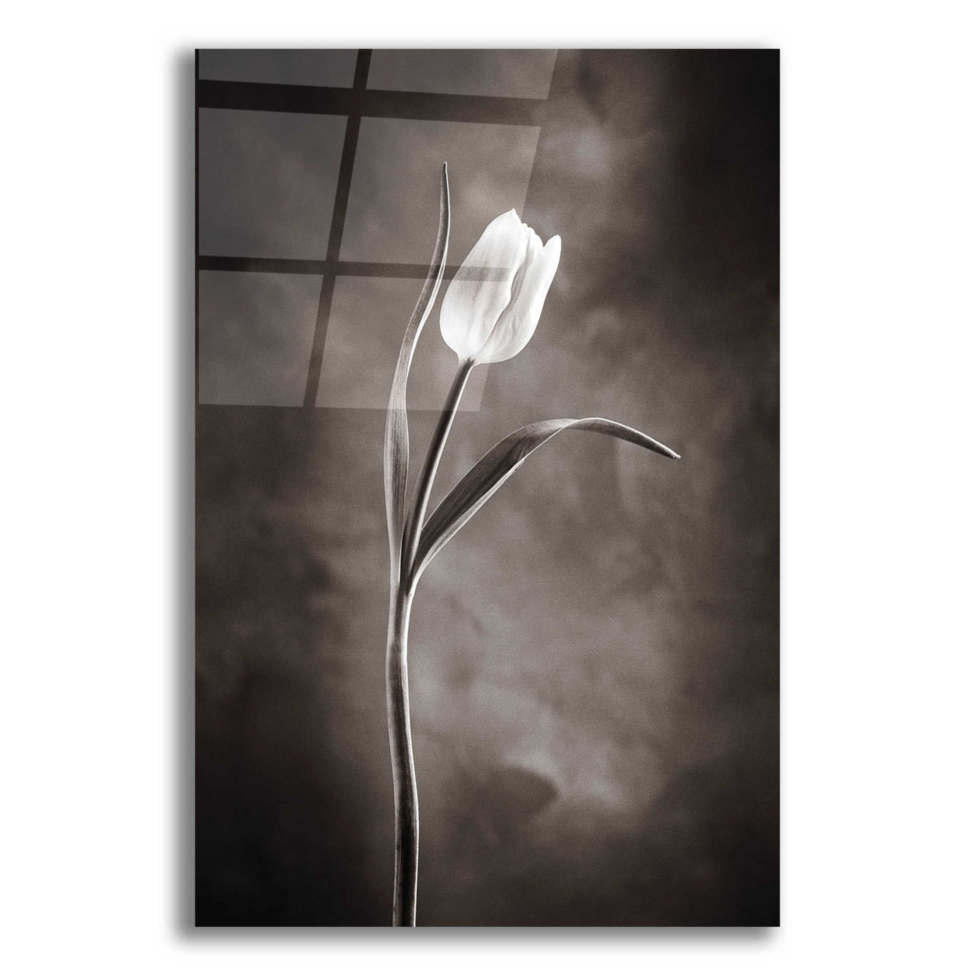 Epic Art 'Two Tone Tulips I' by Debra Van Swearingen, Acrylic Glass Wall Art,12x18x1.1x0,18x26x1.1x0,26x40x1.74x0,40x60x1.74x0