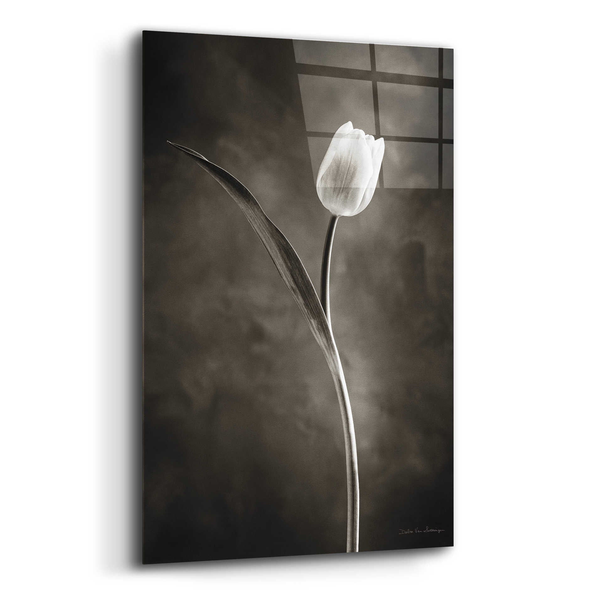 Epic Art 'Two Tone Tulips II' by Debra Van Swearingen, Acrylic Glass Wall Art,12x16