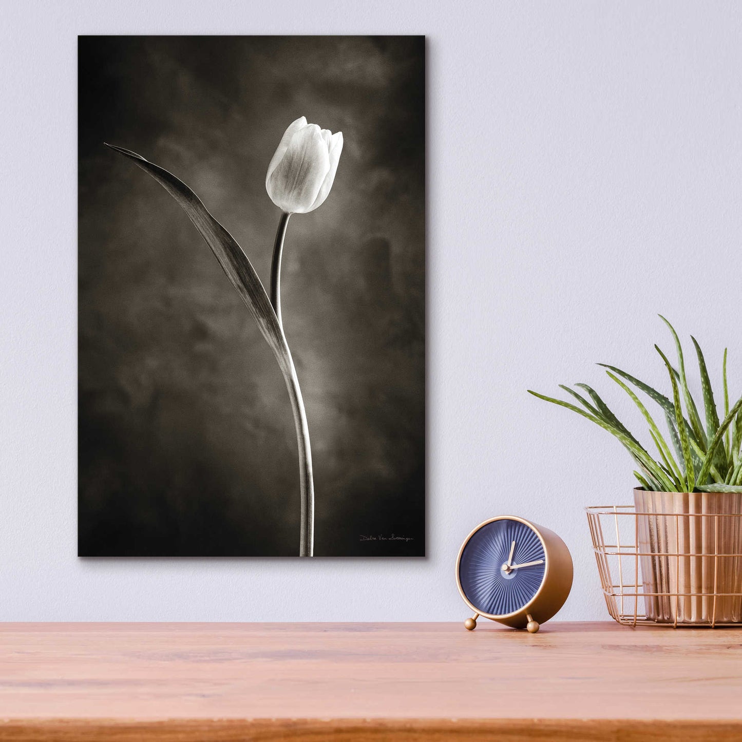 Epic Art 'Two Tone Tulips II' by Debra Van Swearingen, Acrylic Glass Wall Art,12x16