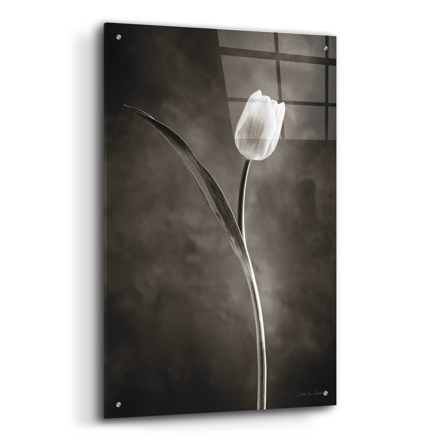 Epic Art 'Two Tone Tulips II' by Debra Van Swearingen, Acrylic Glass Wall Art,24x36