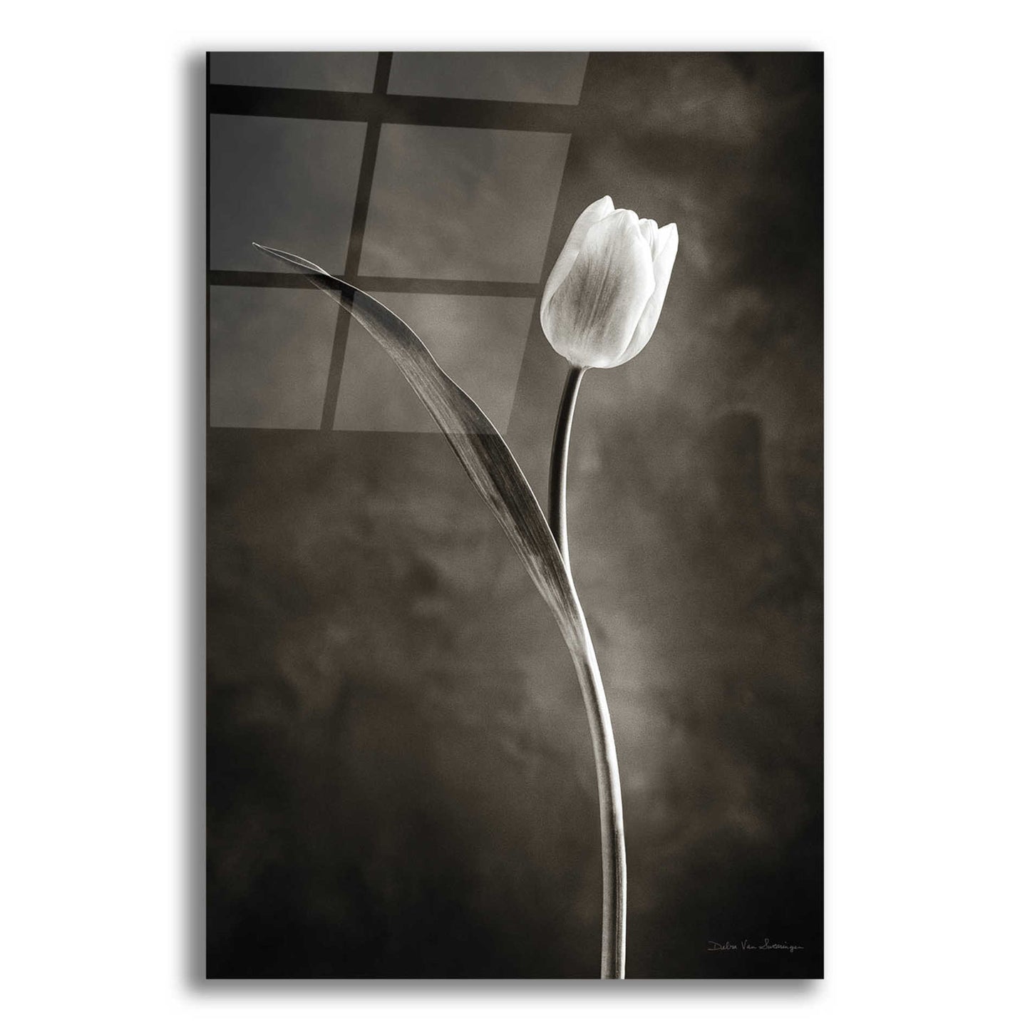 Epic Art 'Two Tone Tulips II' by Debra Van Swearingen, Acrylic Glass Wall Art,12x18x1.1x0,18x26x1.1x0,26x40x1.74x0,40x60x1.74x0