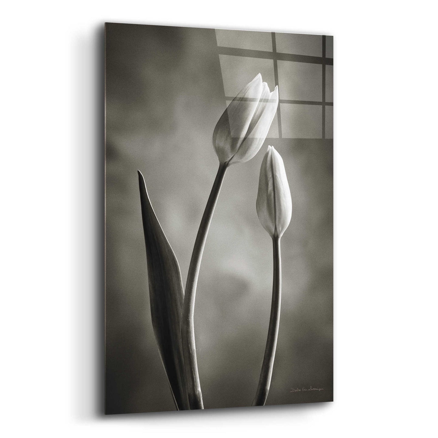 Epic Art 'Two Tone Tulips III' by Debra Van Swearingen, Acrylic Glass Wall Art,12x16