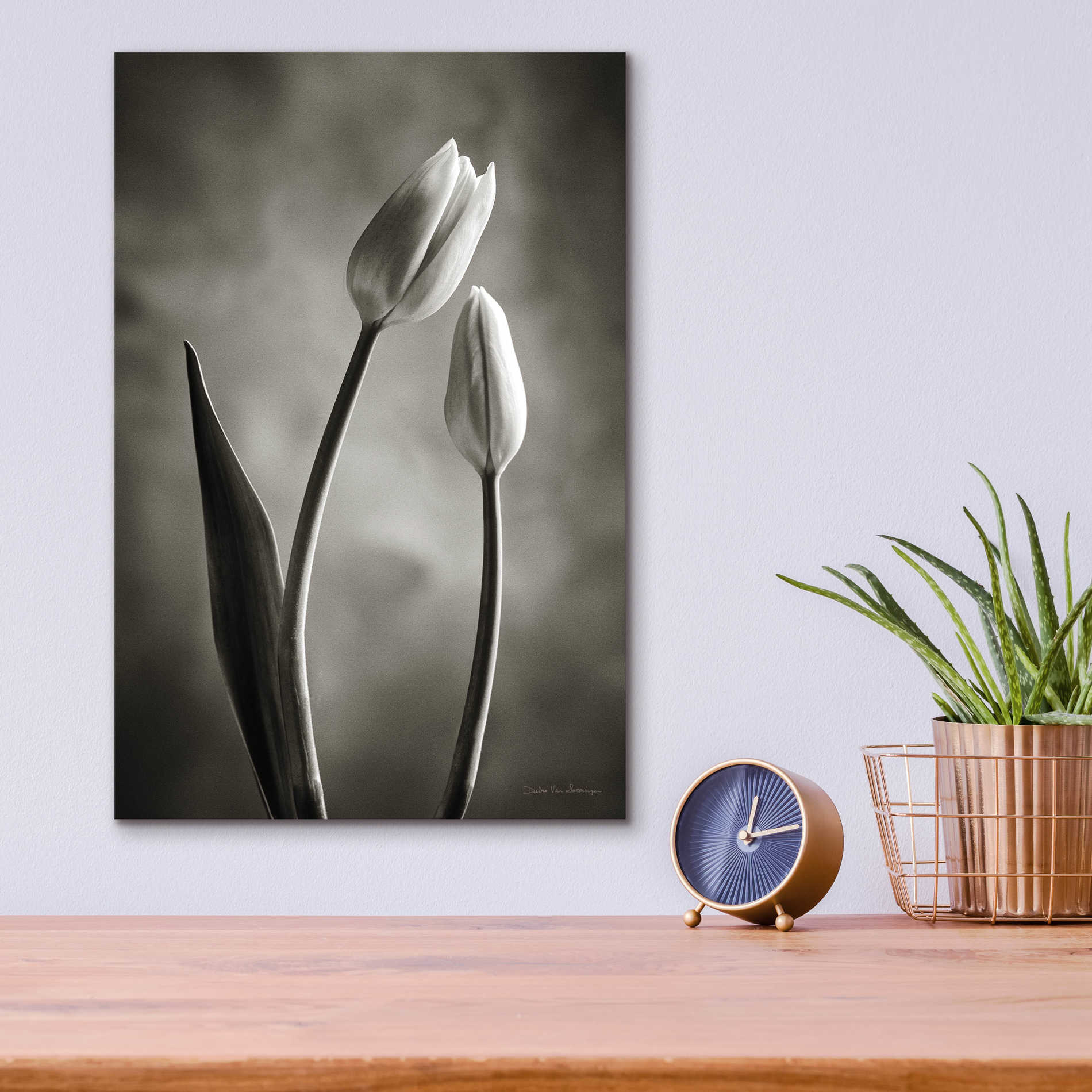 Epic Art 'Two Tone Tulips III' by Debra Van Swearingen, Acrylic Glass Wall Art,12x16