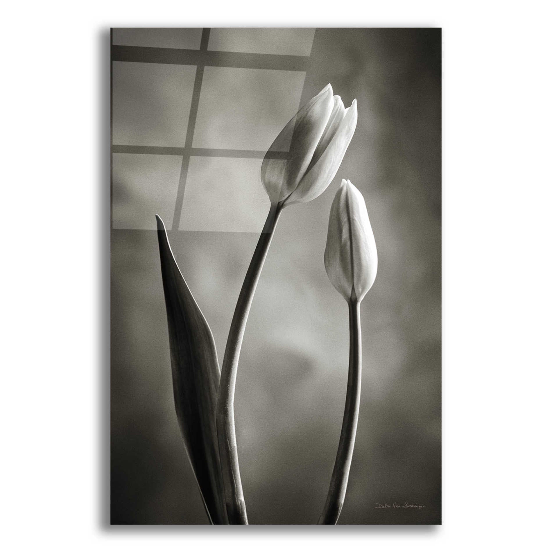 Epic Art 'Two Tone Tulips III' by Debra Van Swearingen, Acrylic Glass Wall Art,12x16