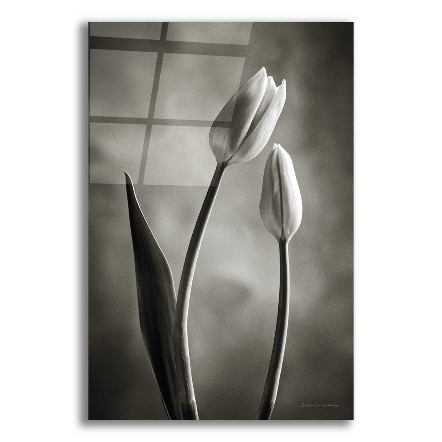 Epic Art 'Two Tone Tulips III' by Debra Van Swearingen, Acrylic Glass Wall Art,16x24