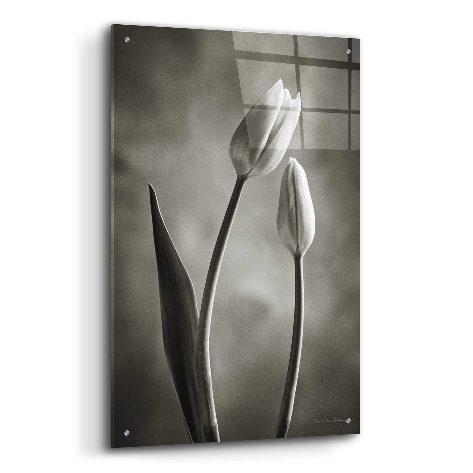 Epic Art 'Two Tone Tulips III' by Debra Van Swearingen, Acrylic Glass Wall Art,24x36