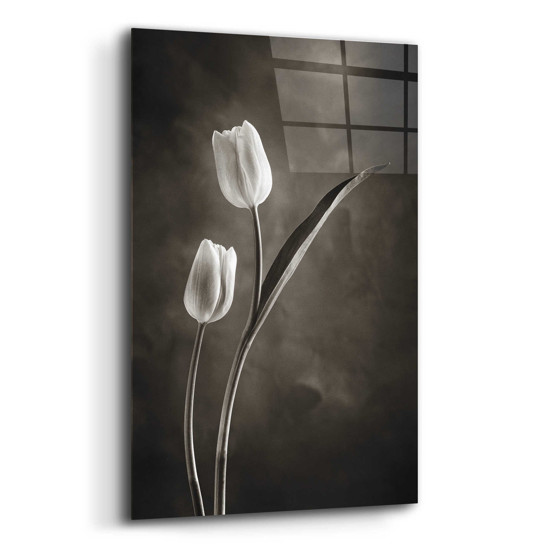 Epic Art 'Two Tone Tulips IV' by Debra Van Swearingen, Acrylic Glass Wall Art,12x16