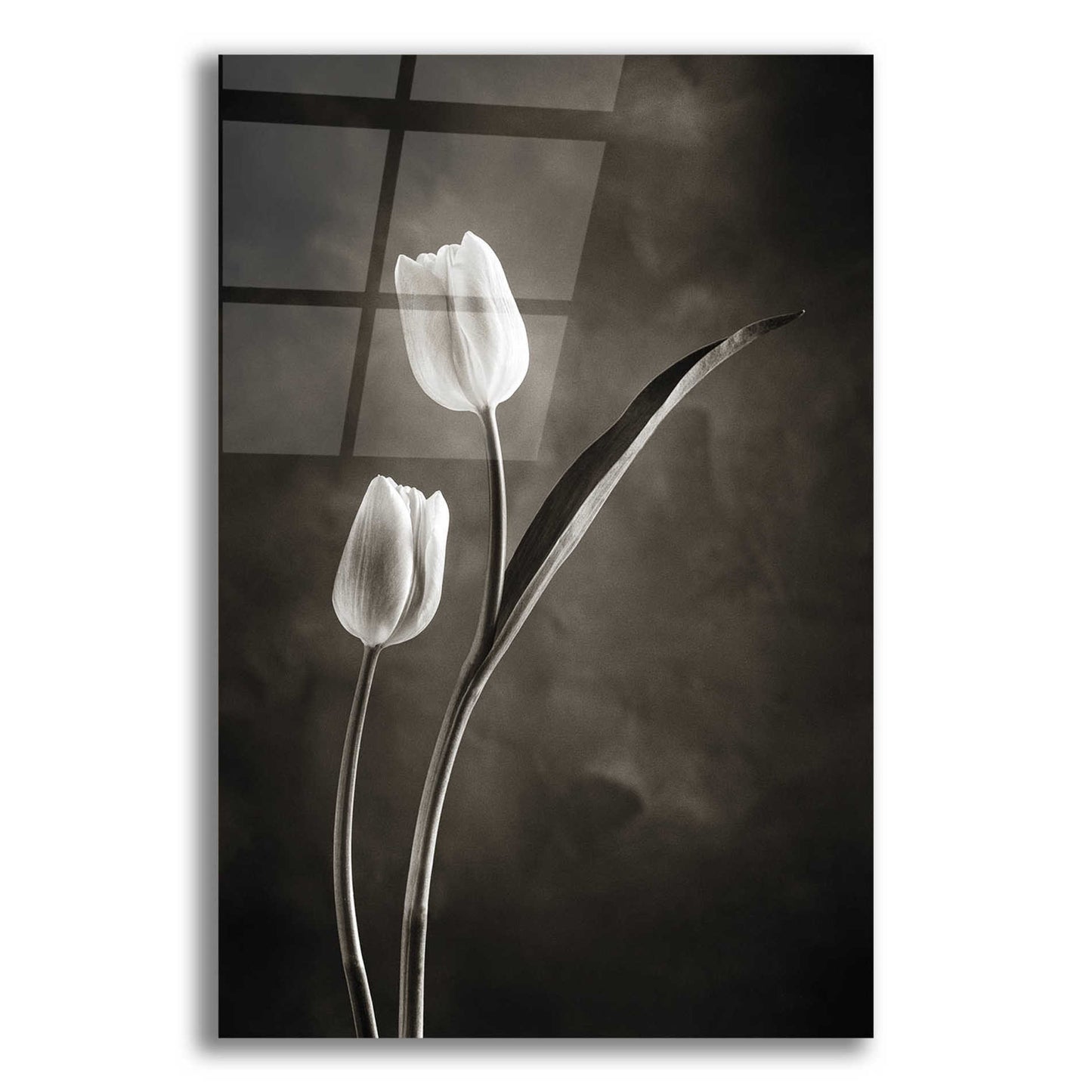 Epic Art 'Two Tone Tulips IV' by Debra Van Swearingen, Acrylic Glass Wall Art,16x24