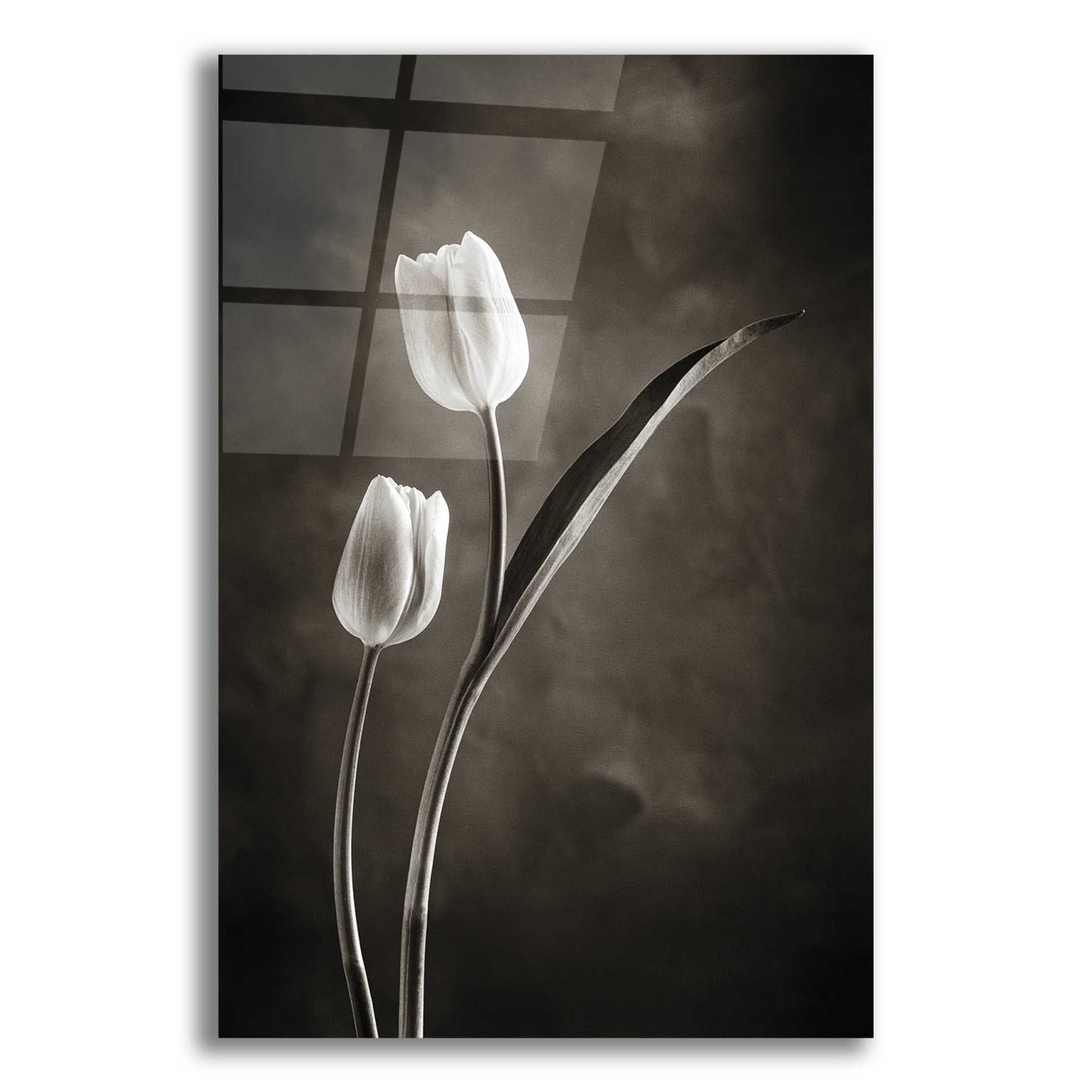 Epic Art 'Two Tone Tulips IV' by Debra Van Swearingen, Acrylic Glass Wall Art,12x18x1.1x0,18x26x1.1x0,26x40x1.74x0,40x60x1.74x0