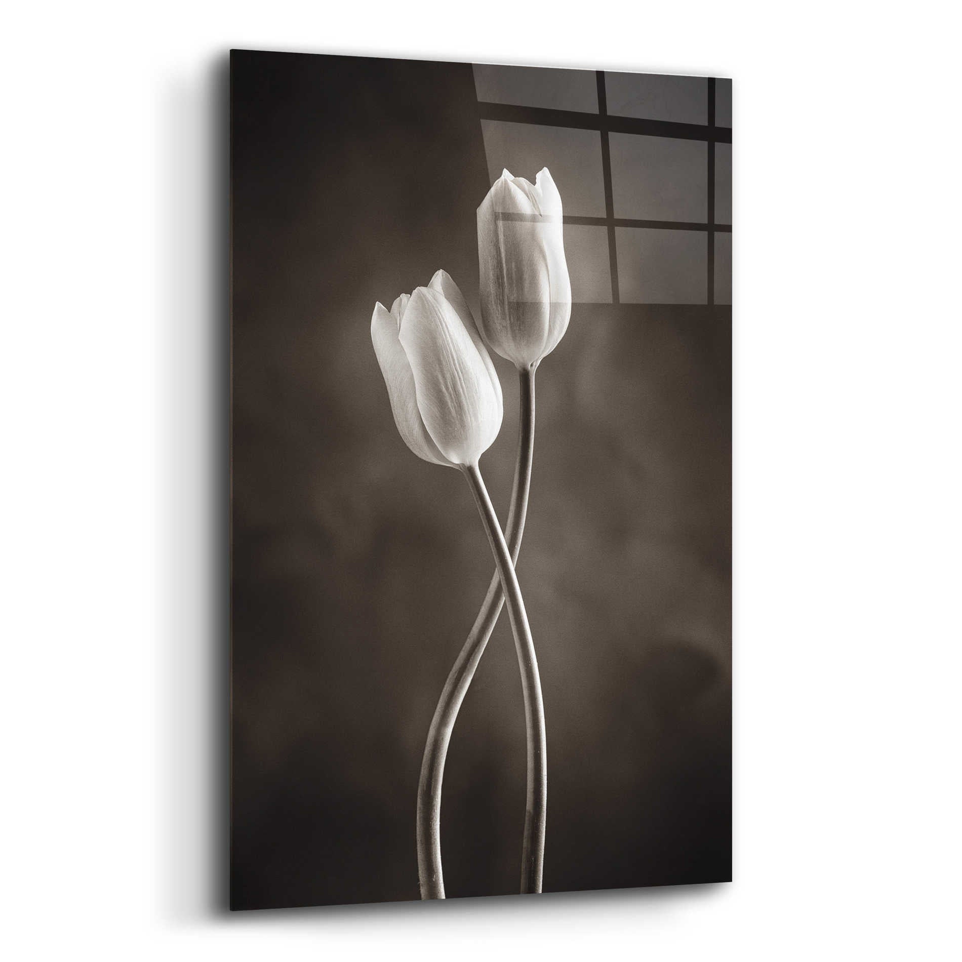 Epic Art 'Two Tone Tulips V' by Debra Van Swearingen, Acrylic Glass Wall Art,12x16